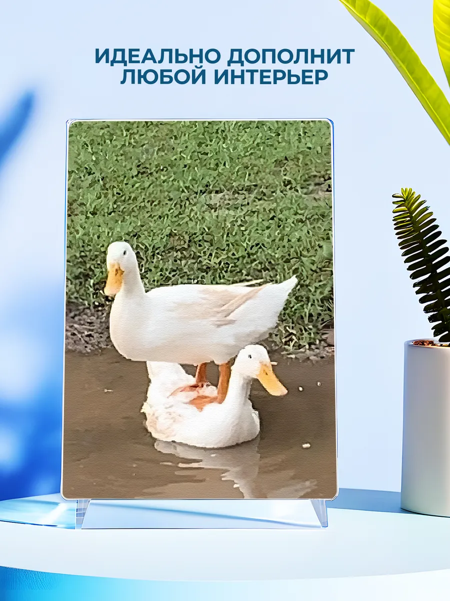 Изображение товара 4 из 4