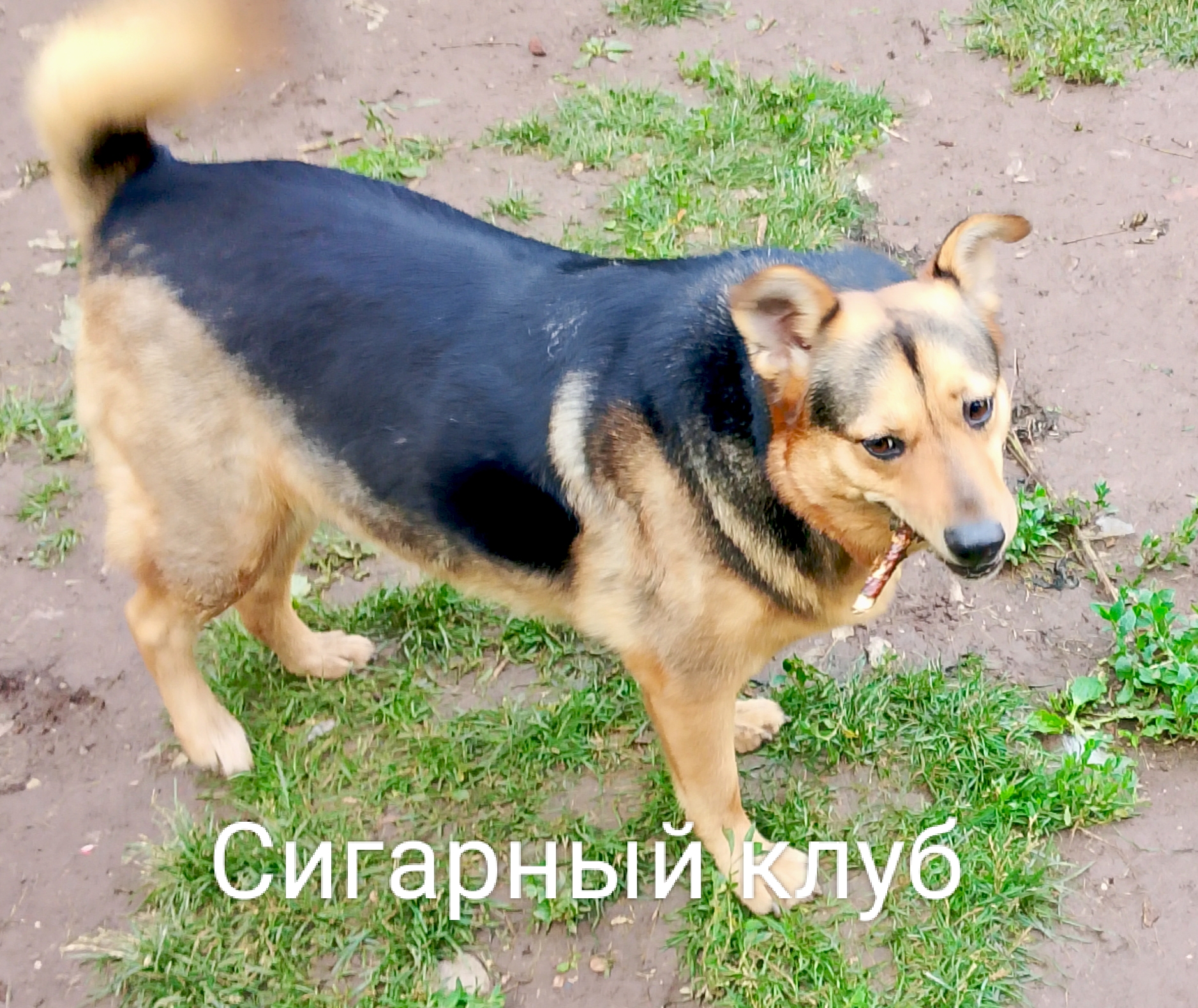 Фото из поста собаки Соня породы Метис / Дворяне в социальной сети Собакин сайт