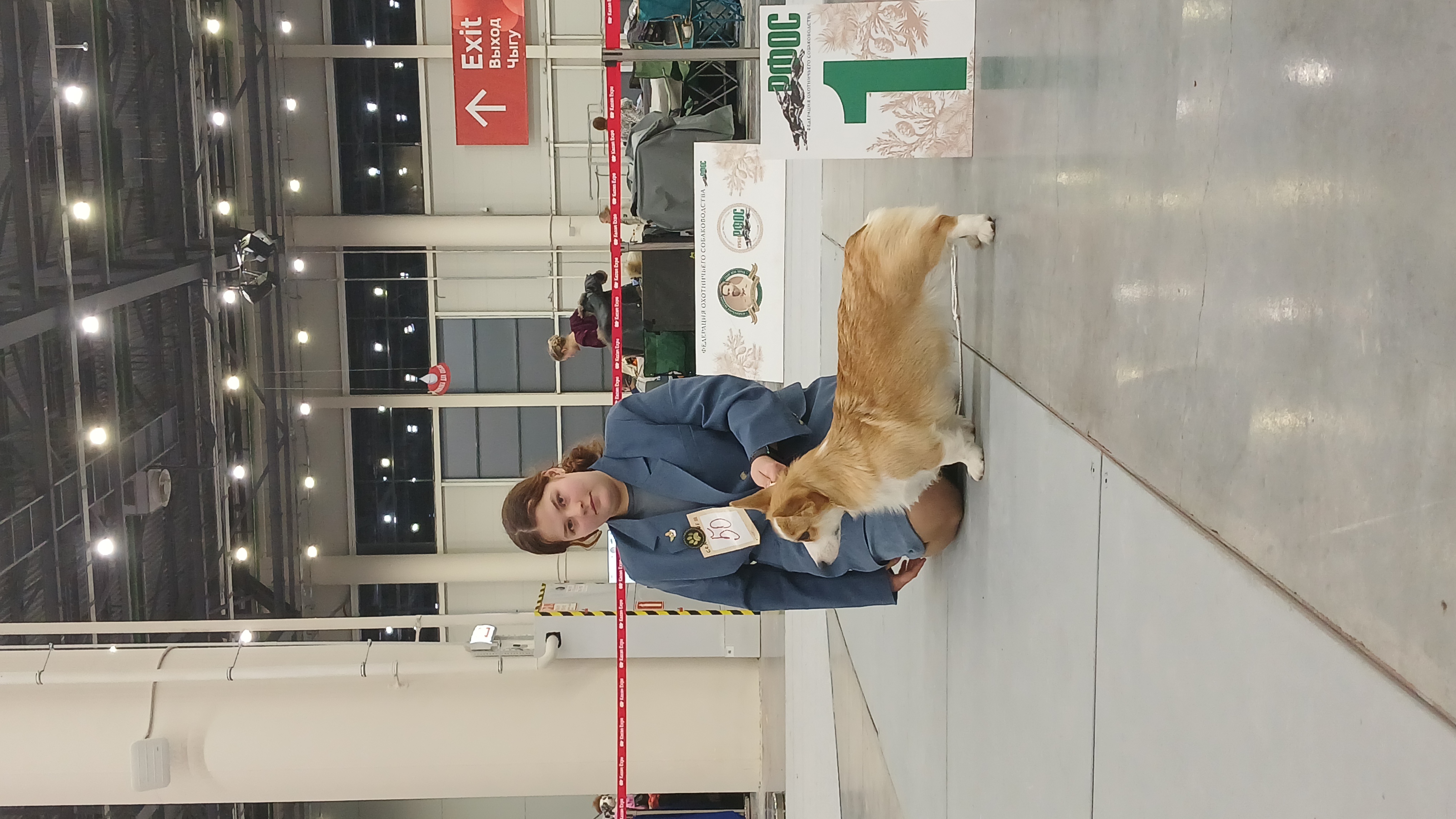 Фото из поста собаки Вэнди породы Вельш-корги пемброк в социальной сети Собакин сайт