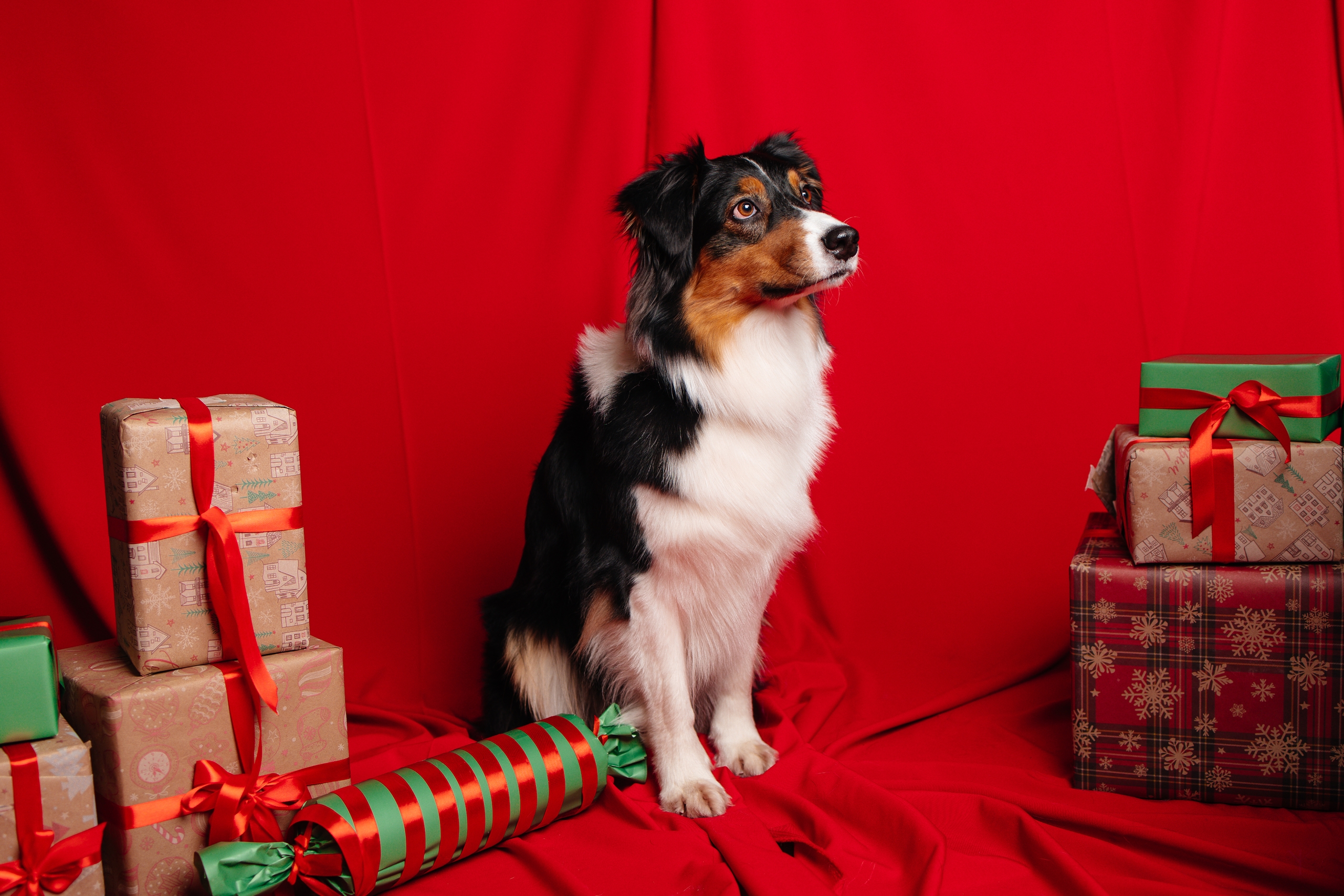 Собака Ирма породы Австралийская овчарка в социальной сети Собакин сайт