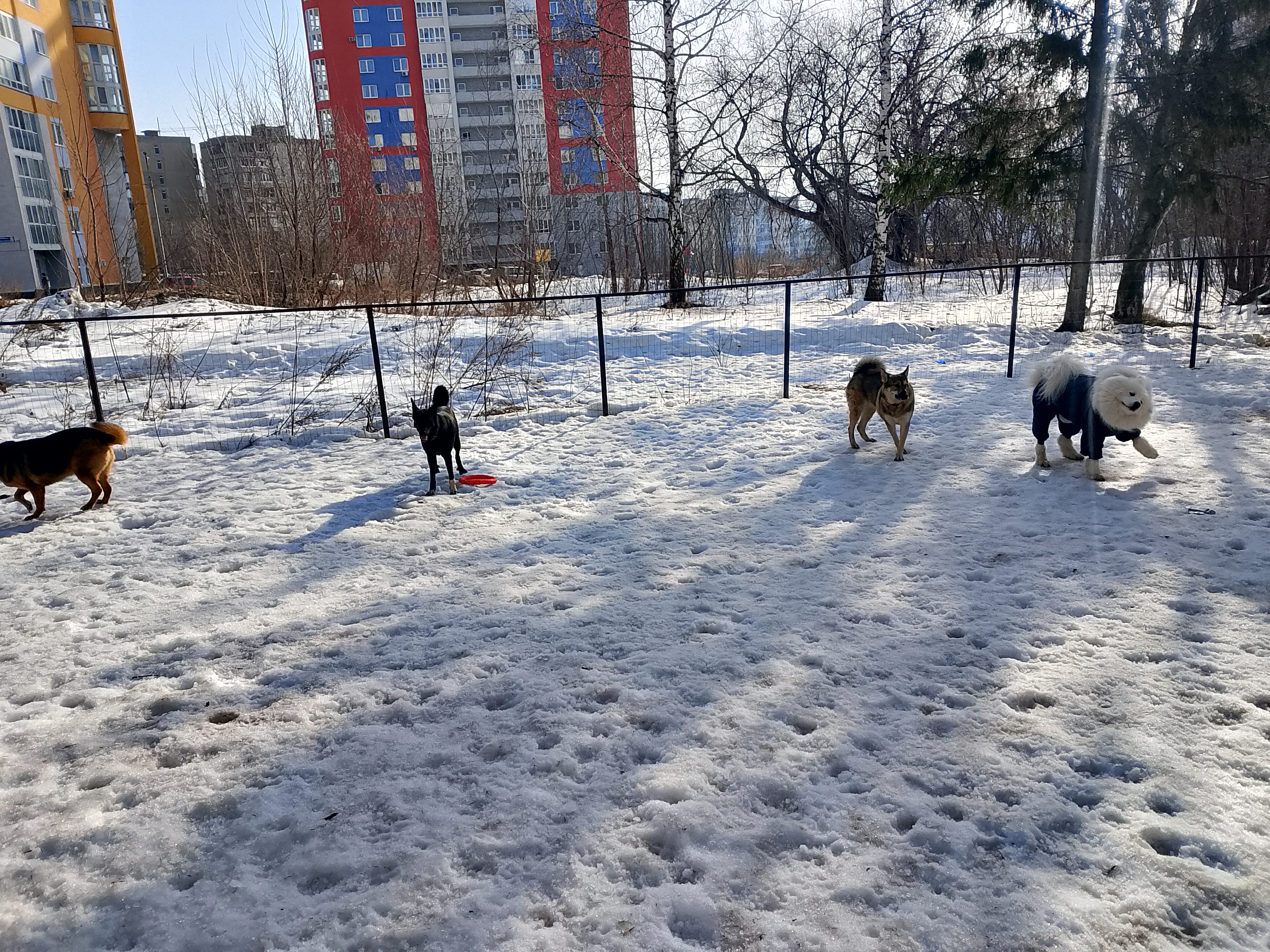 Фото из поста собаки Боня породы Метис / Дворяне в социальной сети Собакин сайт