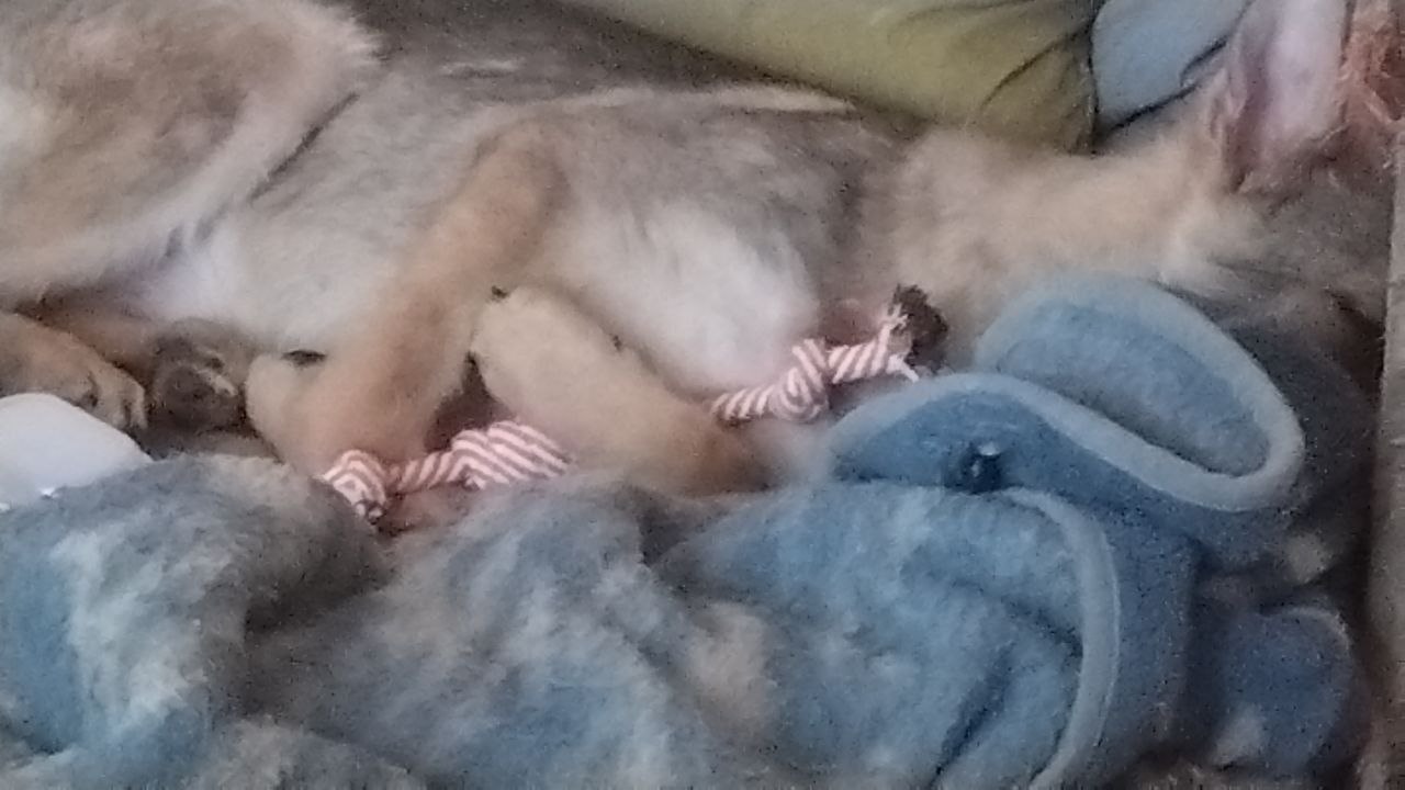 Фото из поста собаки Боня породы Метис / Дворяне в социальной сети Собакин сайт