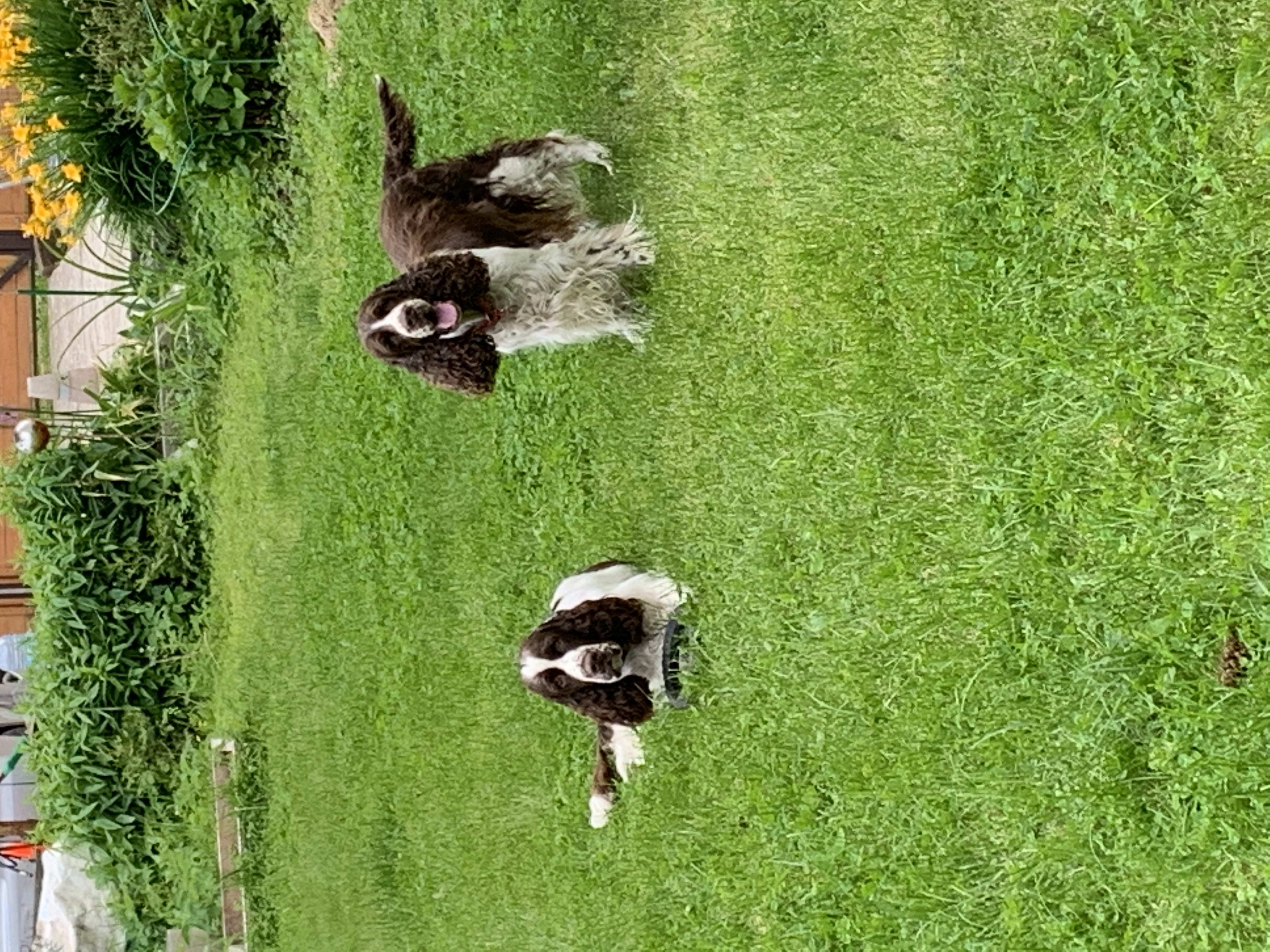 Фото из поста собаки Генри породы Английский спрингер-спаниель в социальной сети Собакин сайт