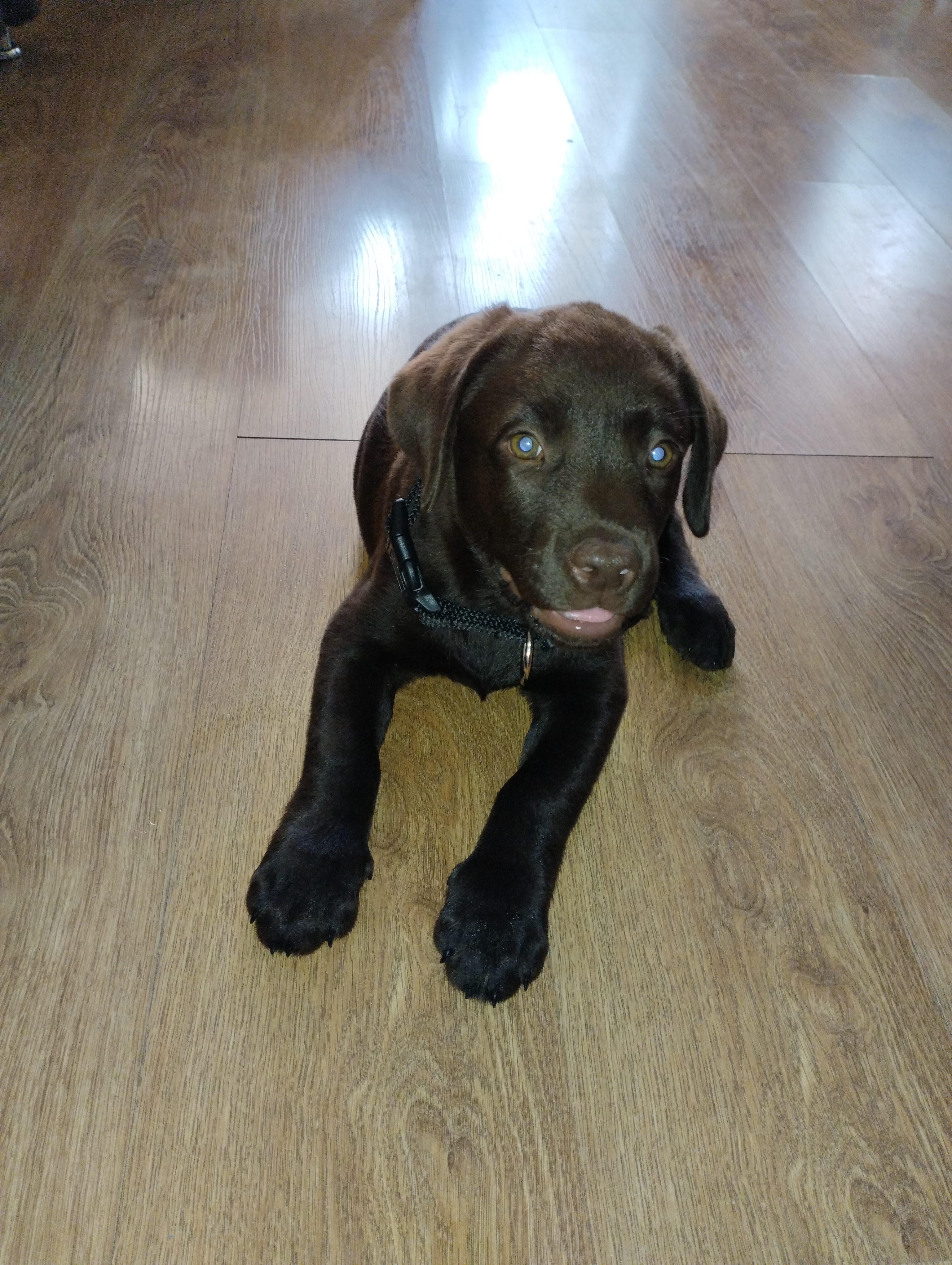 Собака Майк (Капучино) породы Лабрадор ретривер в социальной сети Собакин сайт