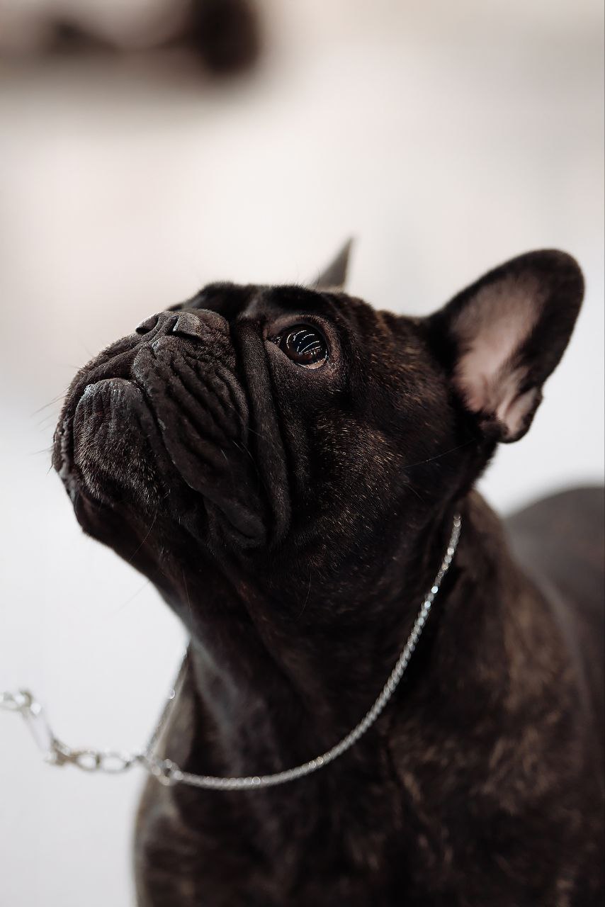 Собака Angelic Soul Sharipa породы Французский бульдог в социальной сети Собакин сайт