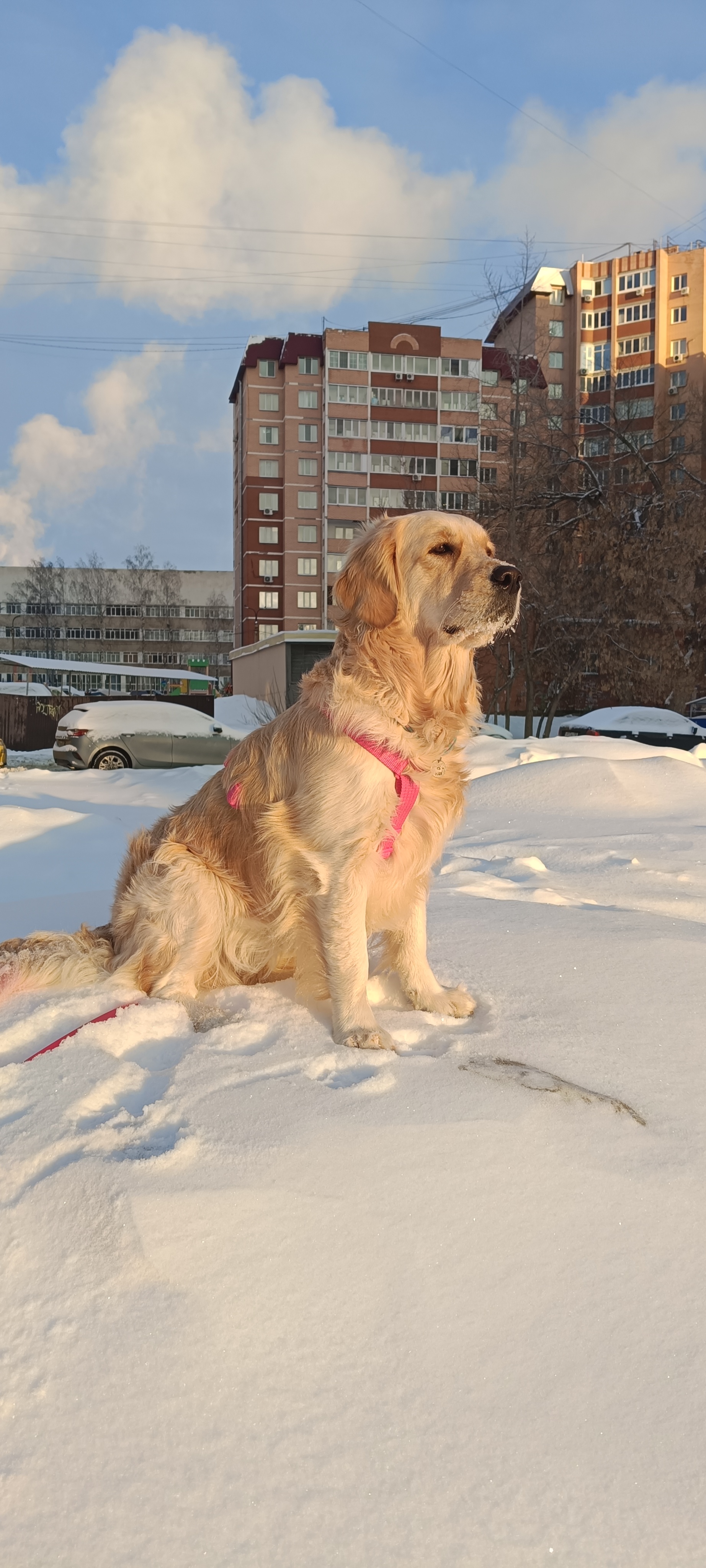 Собака Руби породы Золотистый ретривер в социальной сети Собакин сайт