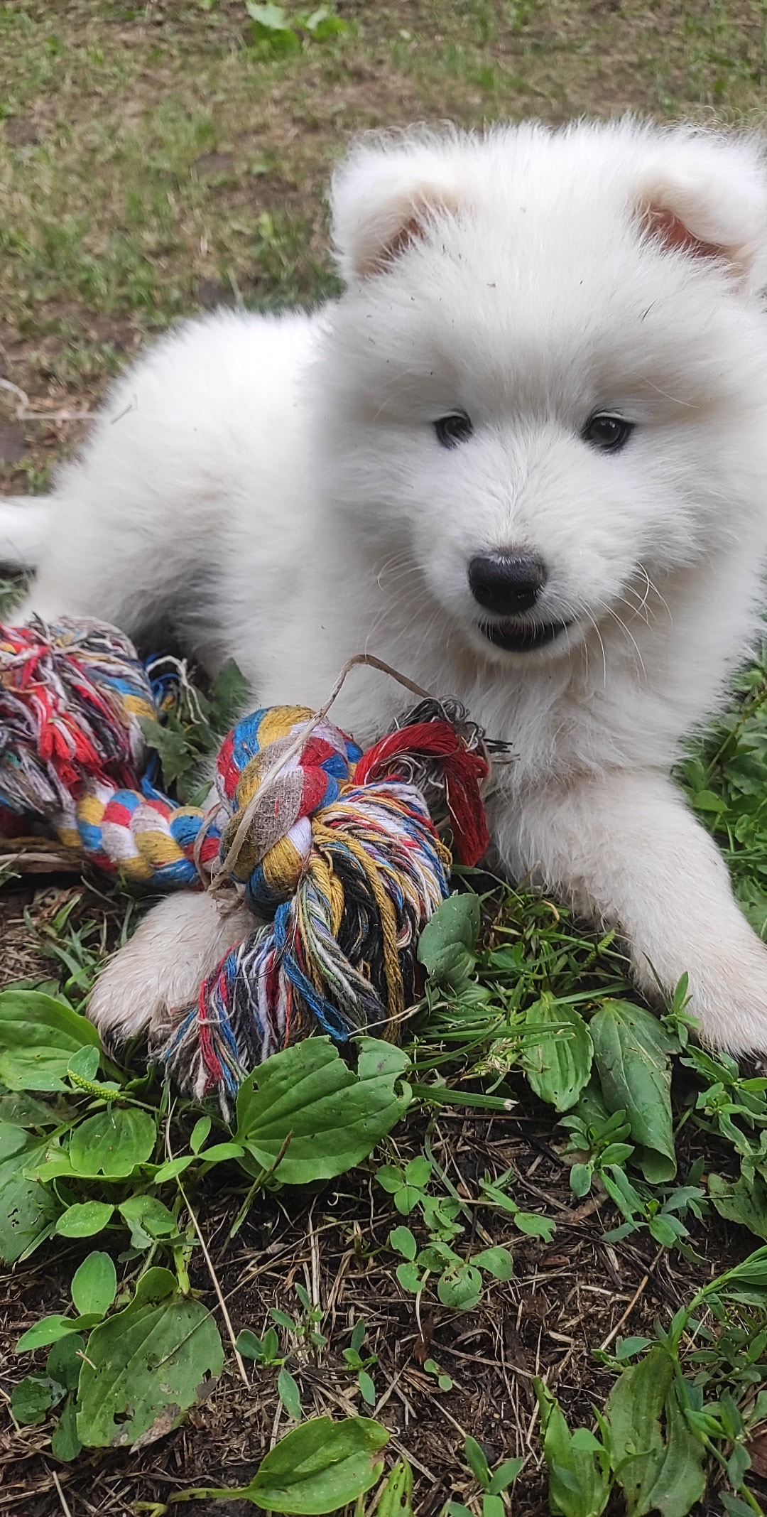 Фото из поста собаки Каспер породы Самоед в социальной сети Собакин сайт
