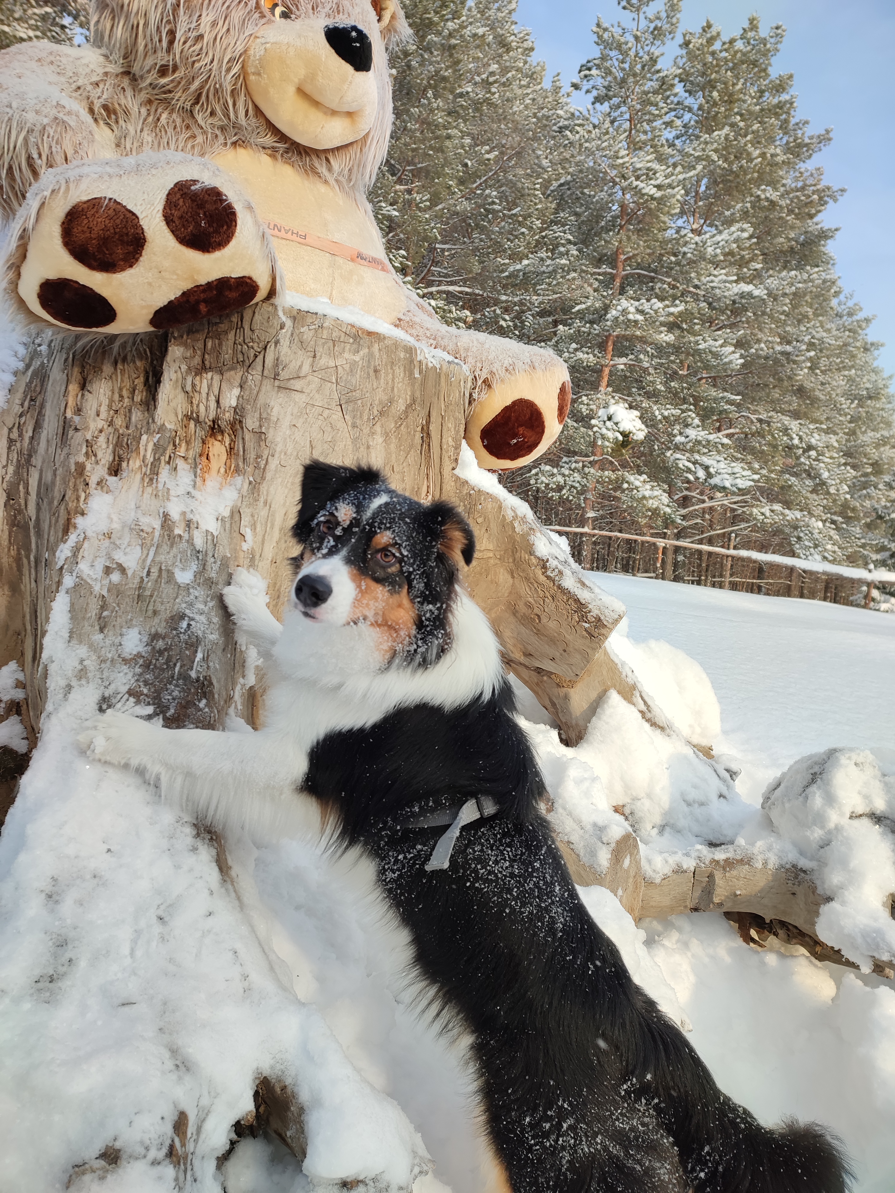 Фото из поста собаки Ирма породы Австралийская овчарка в социальной сети Собакин сайт