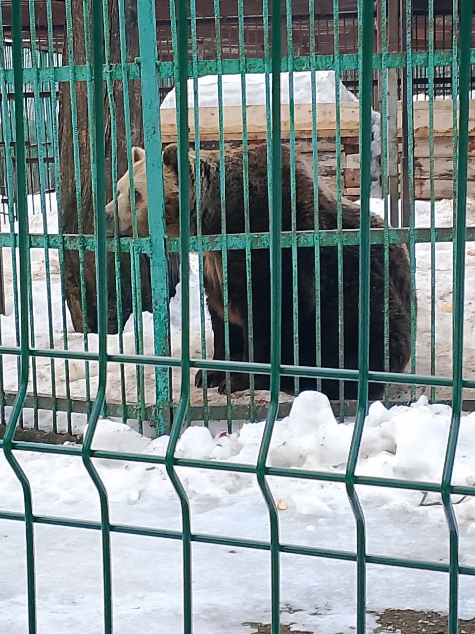 Фото из поста собаки Боня породы Метис / Дворяне в социальной сети Собакин сайт
