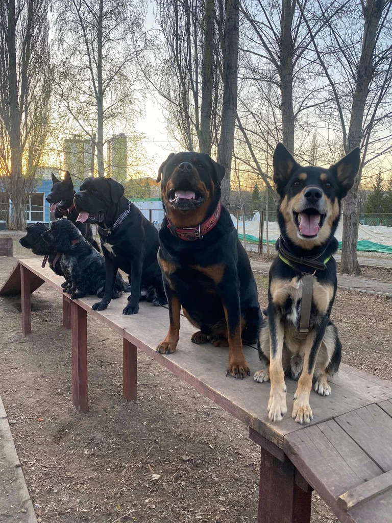 Площадка для выгула собак Парк культуры и отдыха имени Ивана Якутова в Уфе