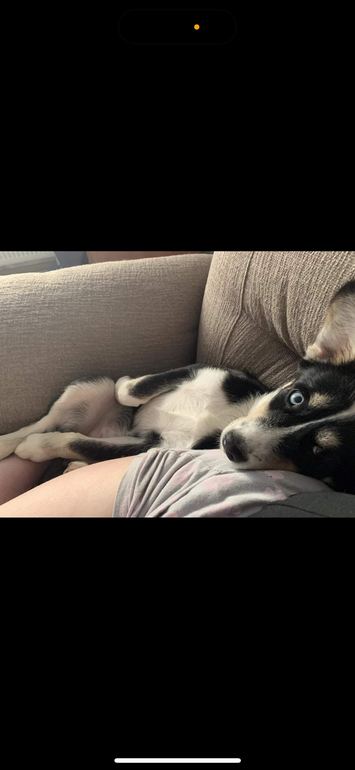 Собака Айва породы Сибирский хаски в социальной сети Собакин сайт