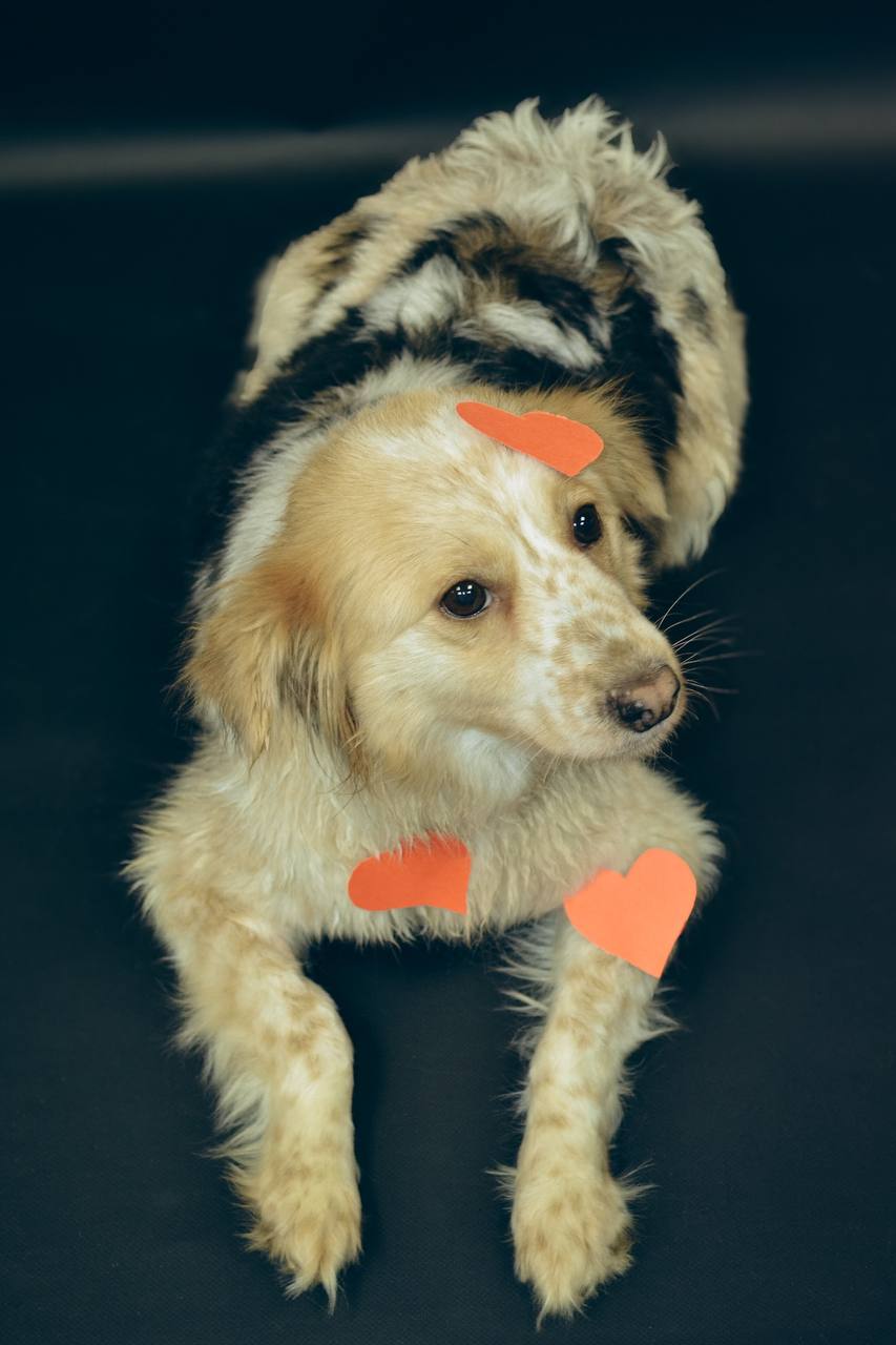 Фото из поста собаки Айва породы Метис / Дворяне в социальной сети Собакин сайт