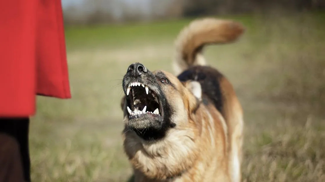 Что делать если на тебя несется собака и лает