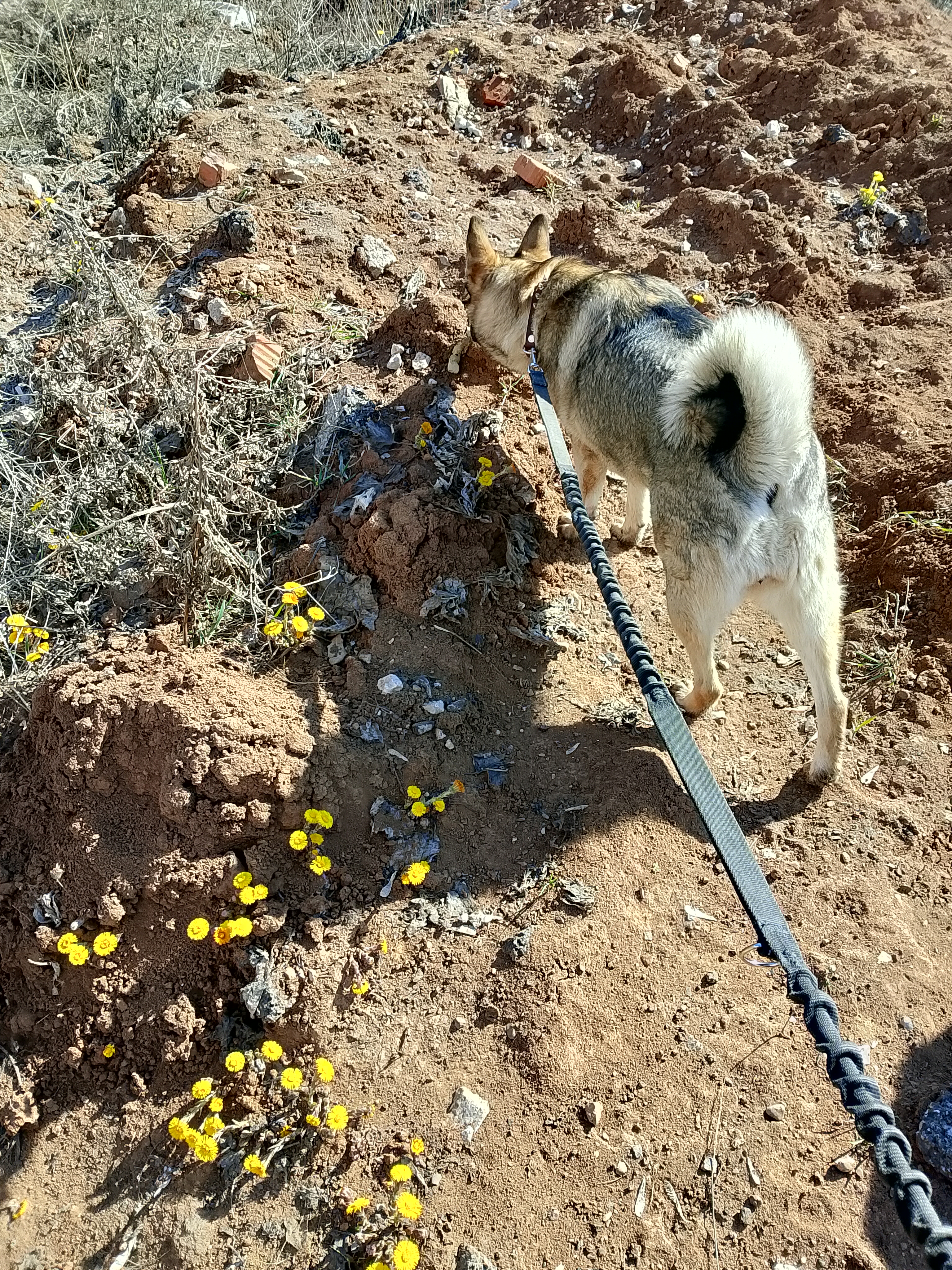 Фото из поста собаки Боня породы Метис / Дворяне в социальной сети Собакин сайт