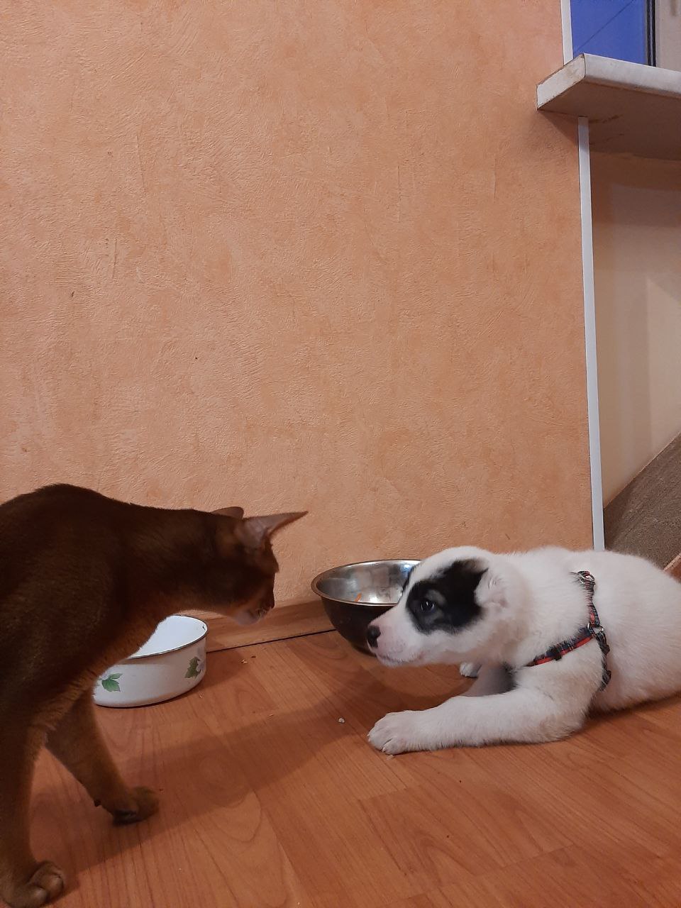 Фото из поста собаки Катана породы Среднеазиатская овчарка в социальной сети Собакин сайт