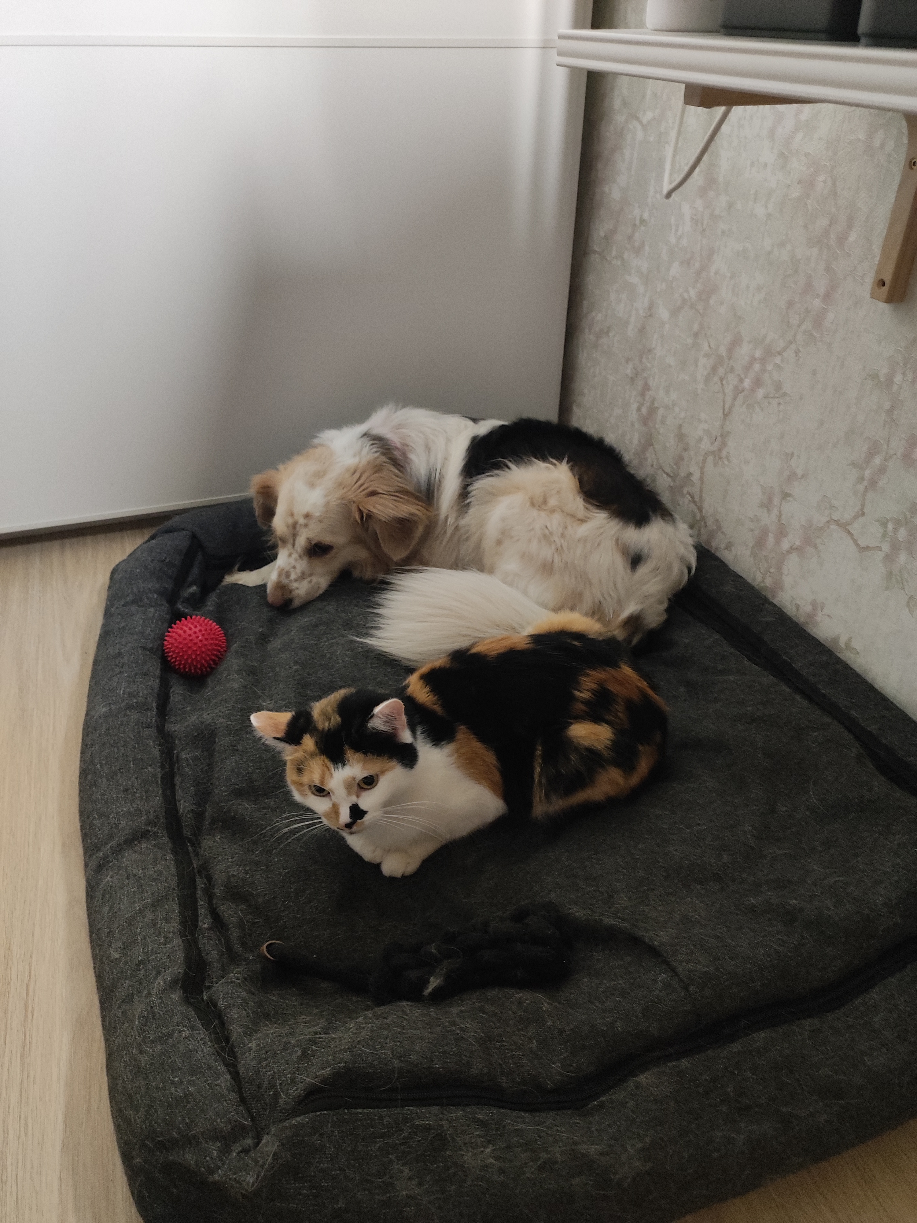 Фото из поста собаки Айва породы Метис / Дворяне в социальной сети Собакин сайт