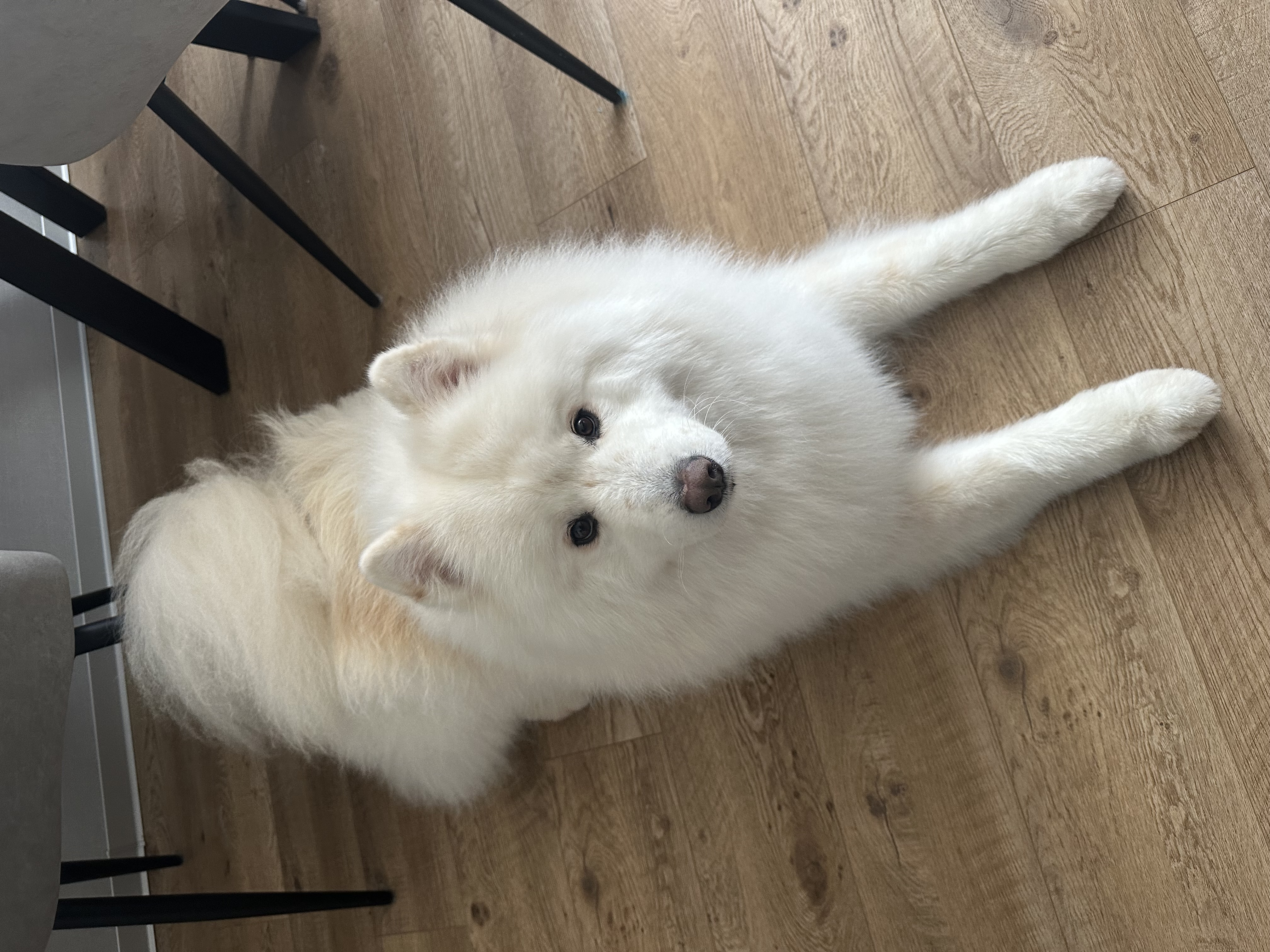 Собака Каспер породы Самоед в социальной сети Собакин сайт