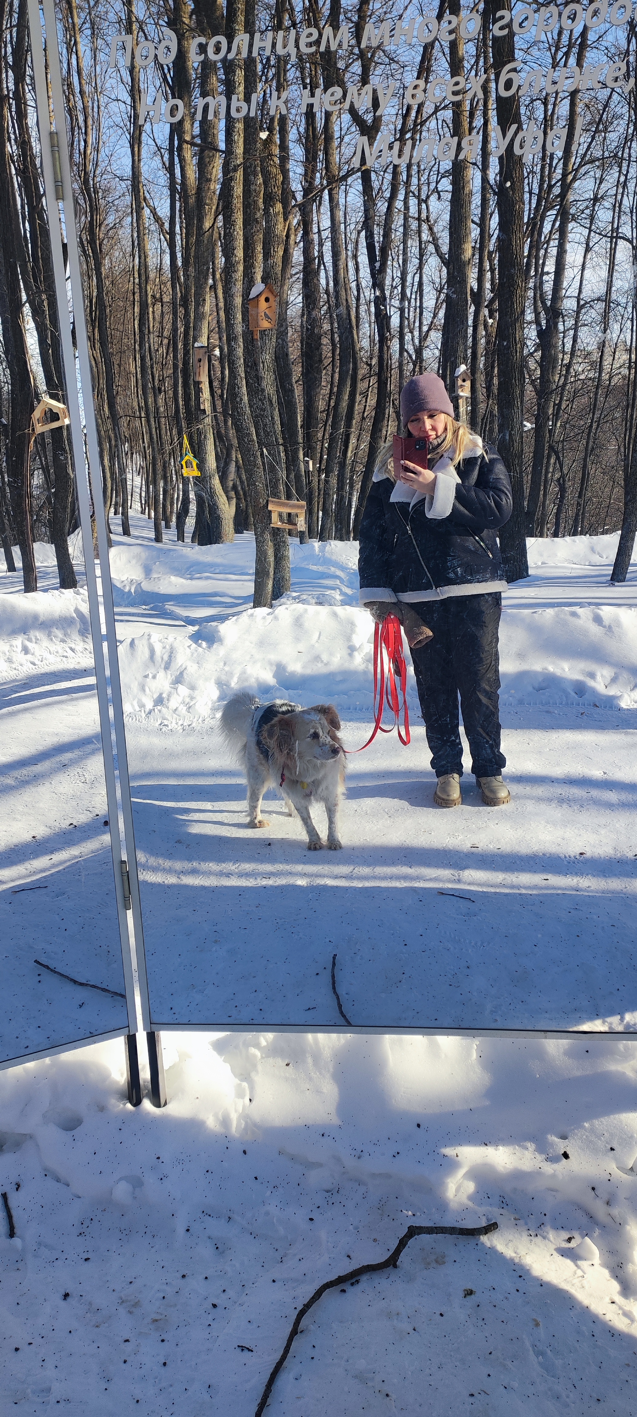 Фото из поста собаки Айва породы Метис / Дворяне в социальной сети Собакин сайт