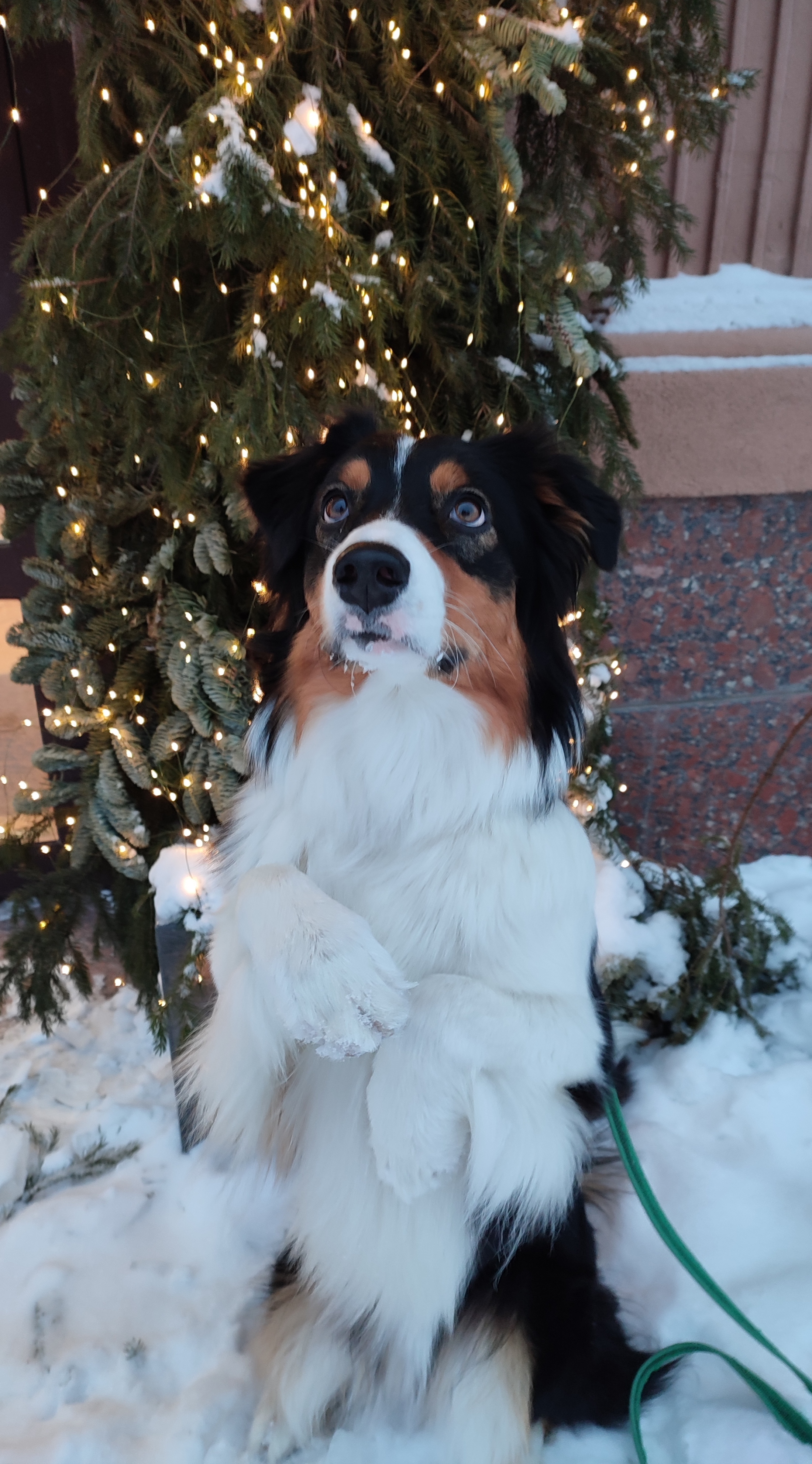 Фото из поста собаки Ирма породы Австралийская овчарка в социальной сети Собакин сайт