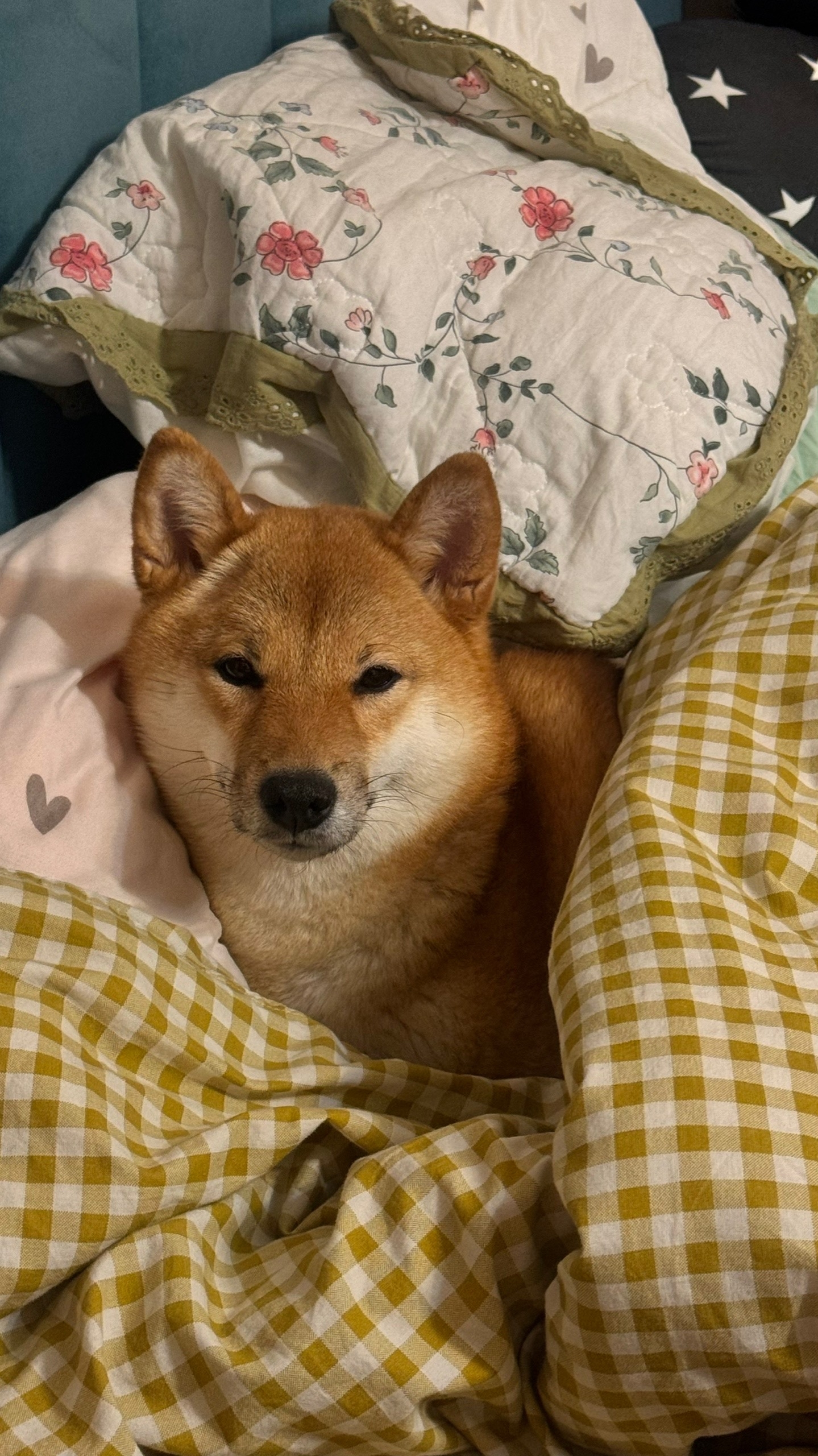 Собака Жаклин Хаши Мисаки породы Сиба-ину в социальной сети Собакин сайт