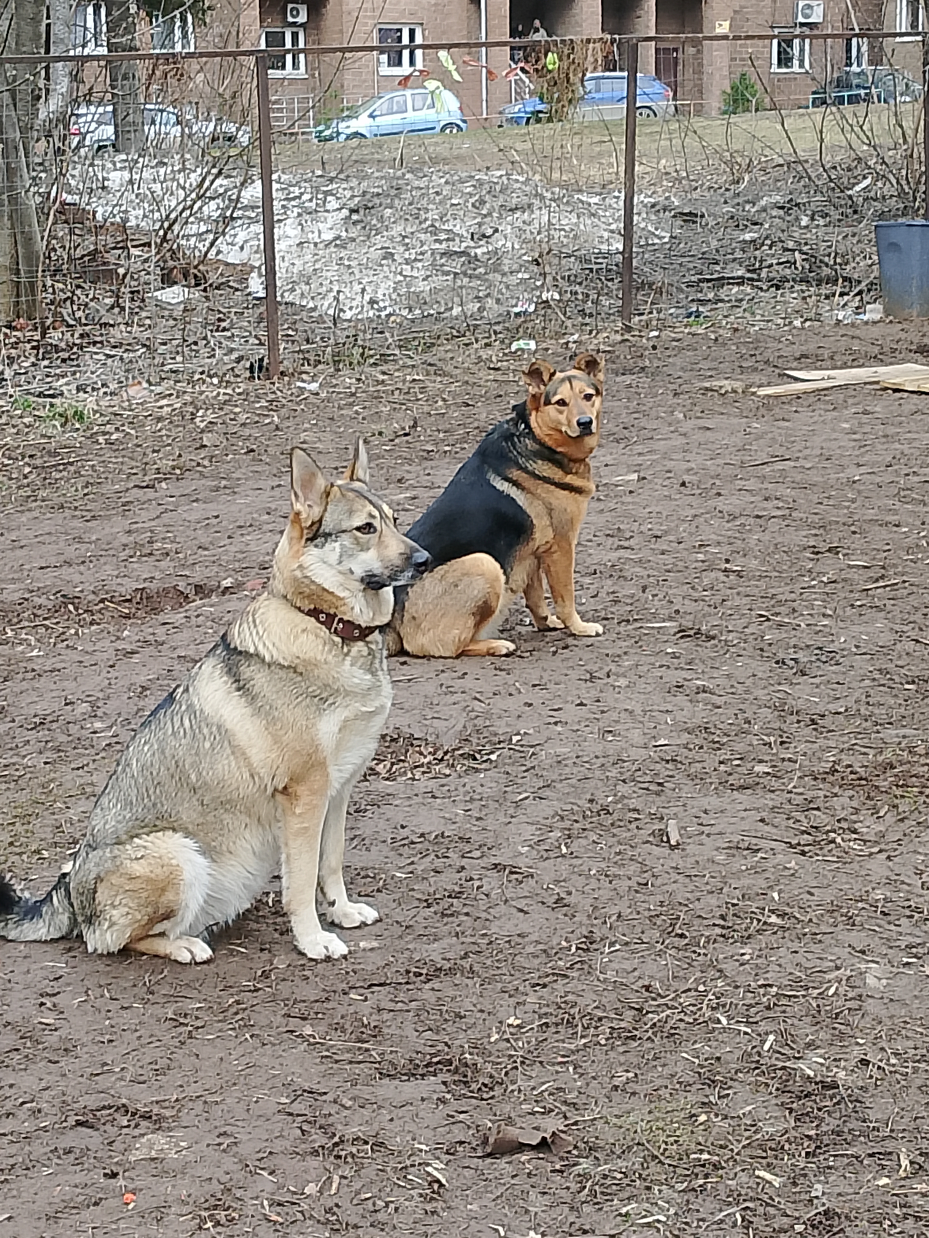 Фото из поста собаки Боня породы Метис / Дворяне в социальной сети Собакин сайт