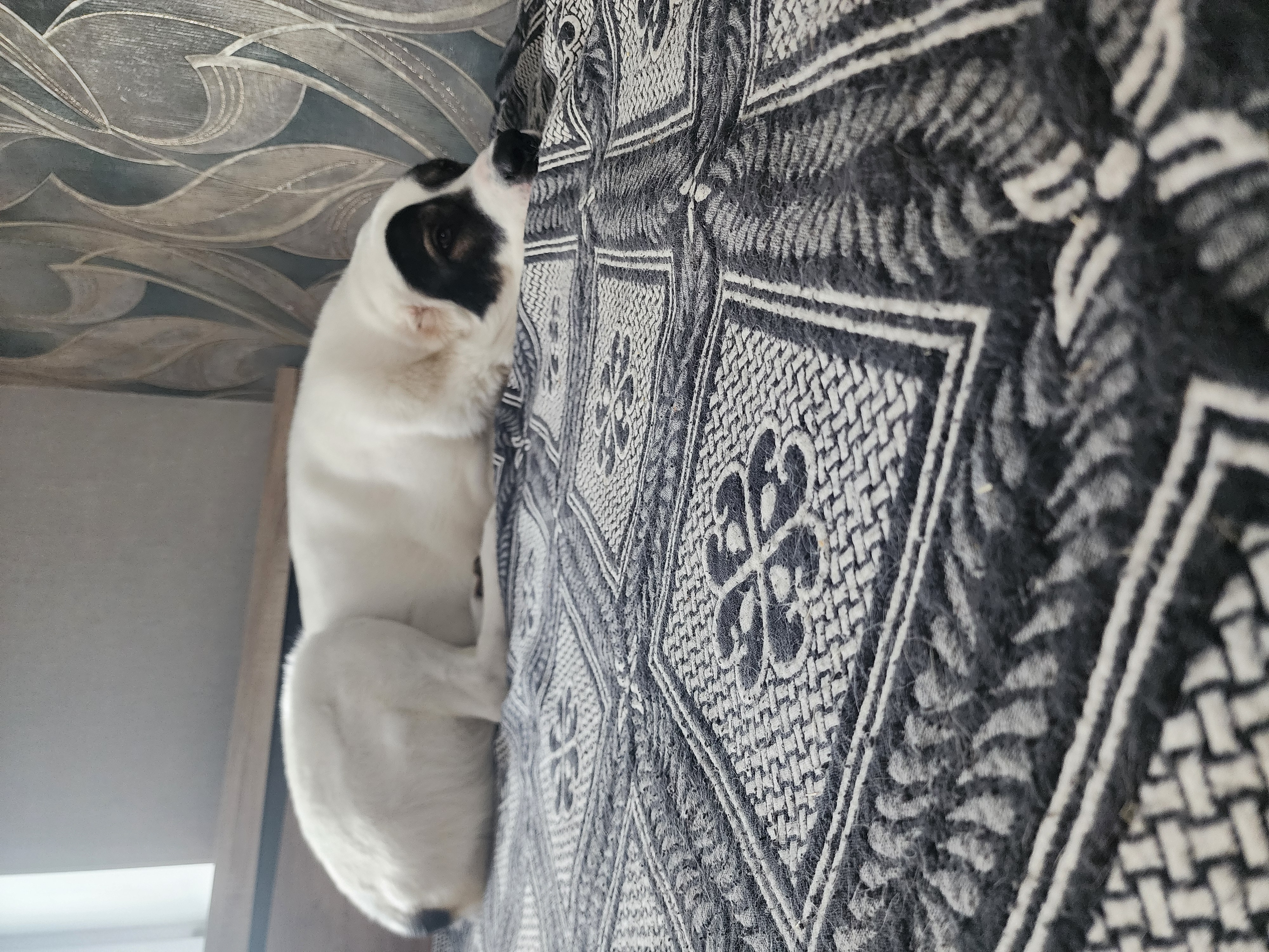 Фото из поста собаки Коба породы Среднеазиатская овчарка в социальной сети Собакин сайт