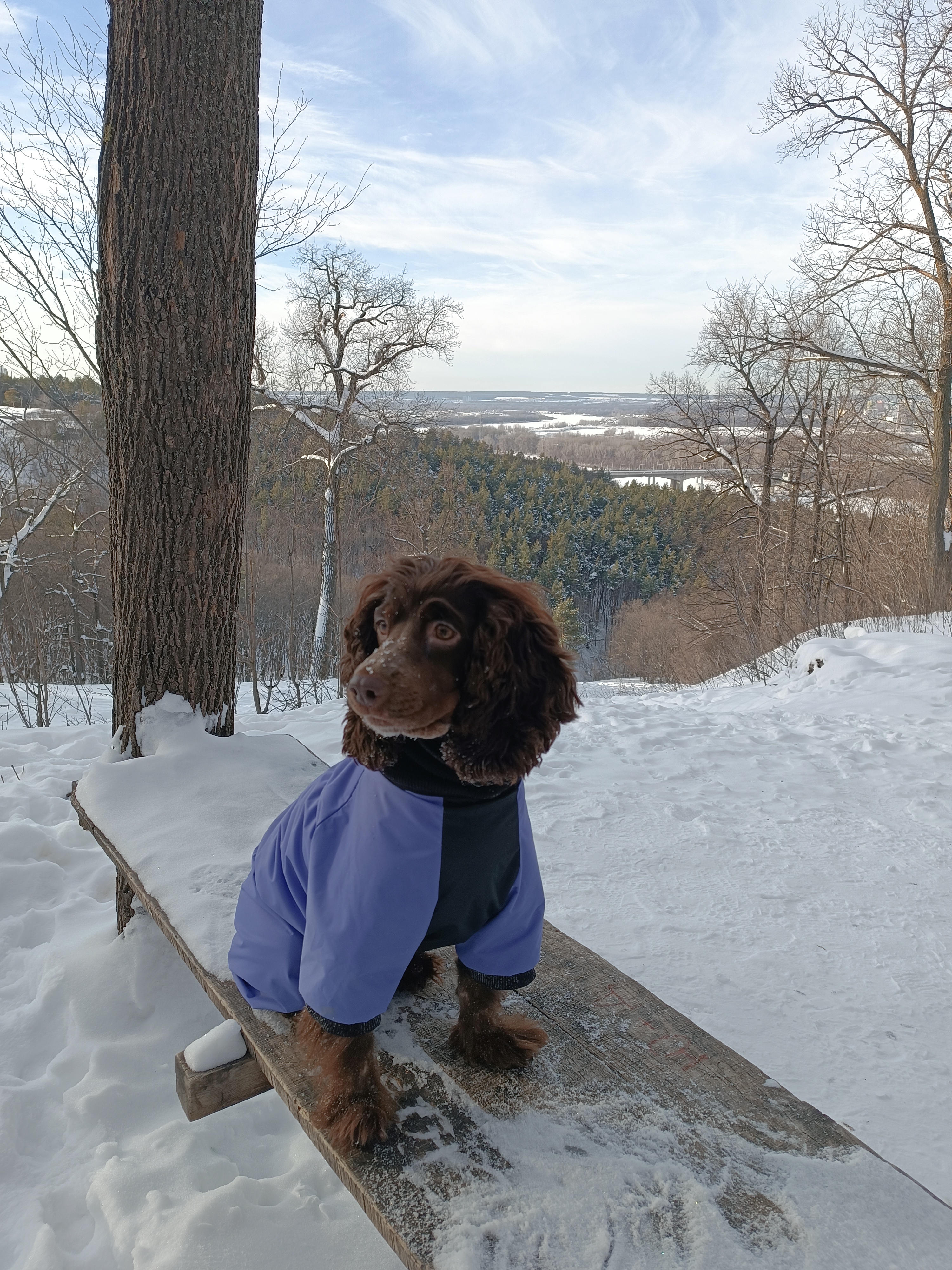 Фото собаки Элис в социальной сети Собакин сайт