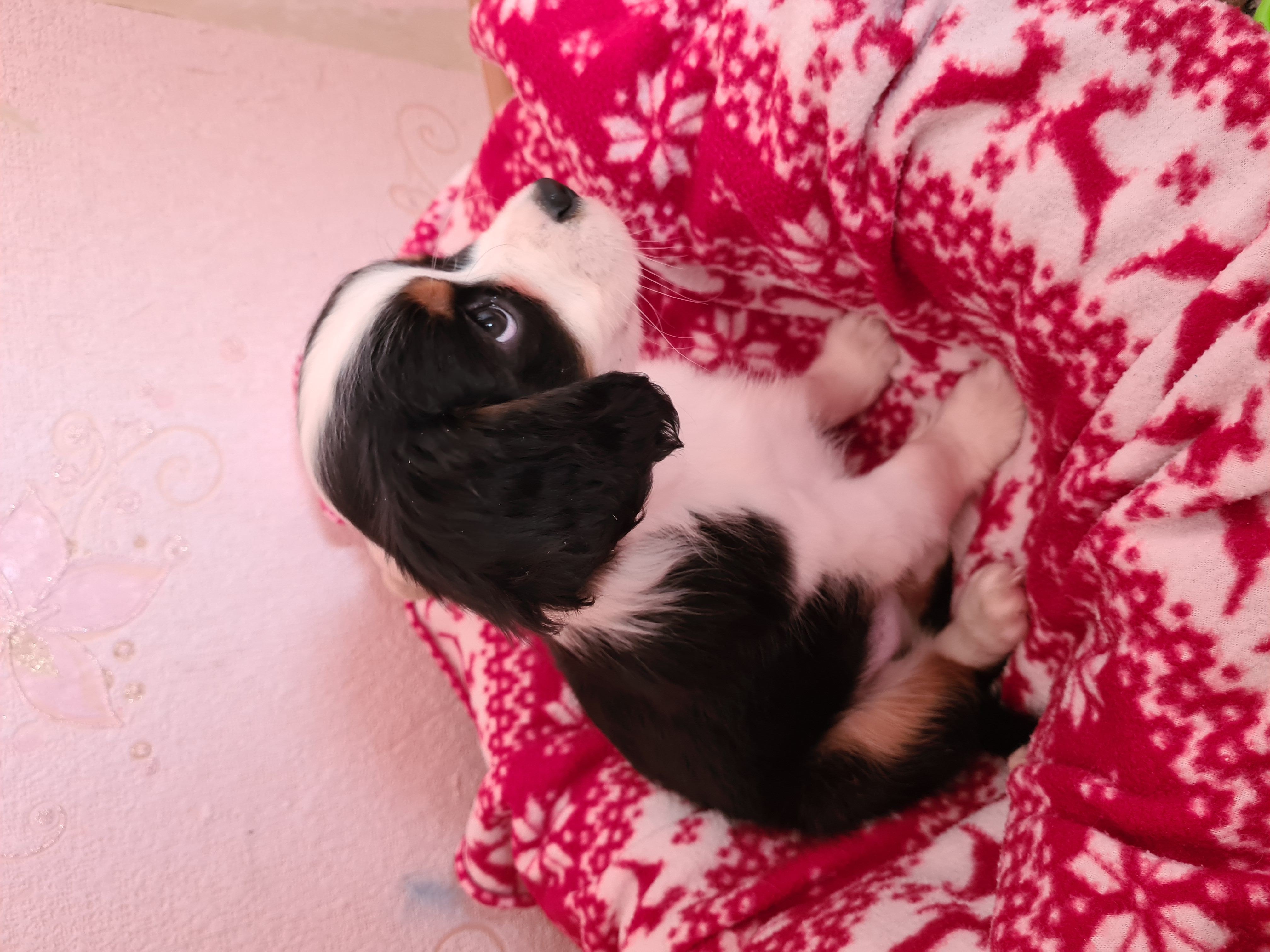 Фото из поста собаки Сэм породы Кавалер кинг чарльз спаниель в социальной сети Собакин сайт