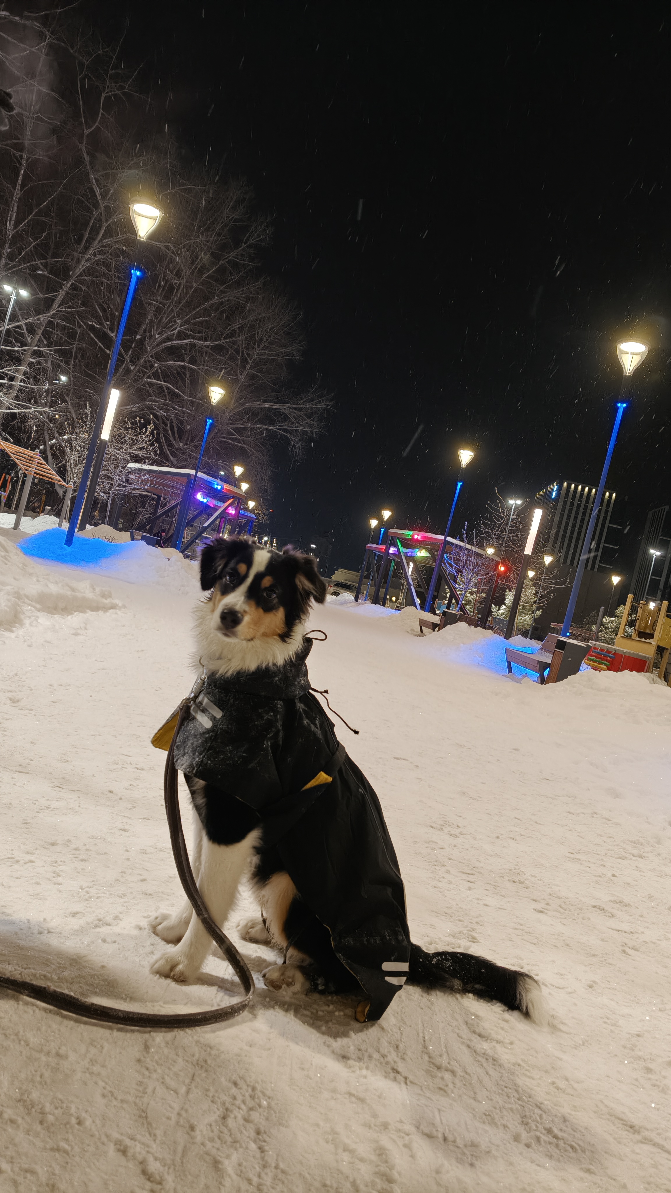 Фото из поста собаки Белла породы Австралийская овчарка в социальной сети Собакин сайт