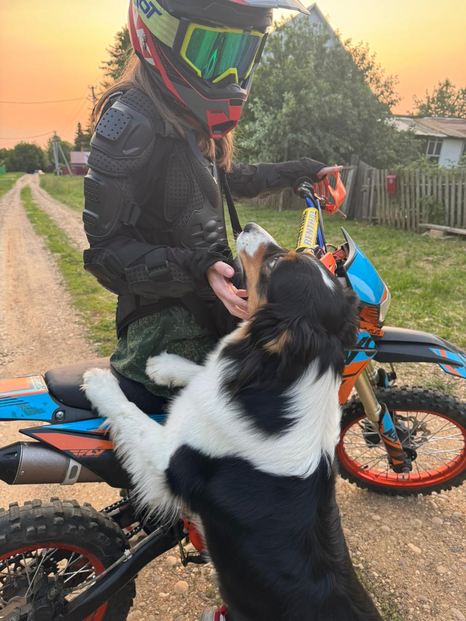 Фото из поста собаки Ирма породы Австралийская овчарка в социальной сети Собакин сайт