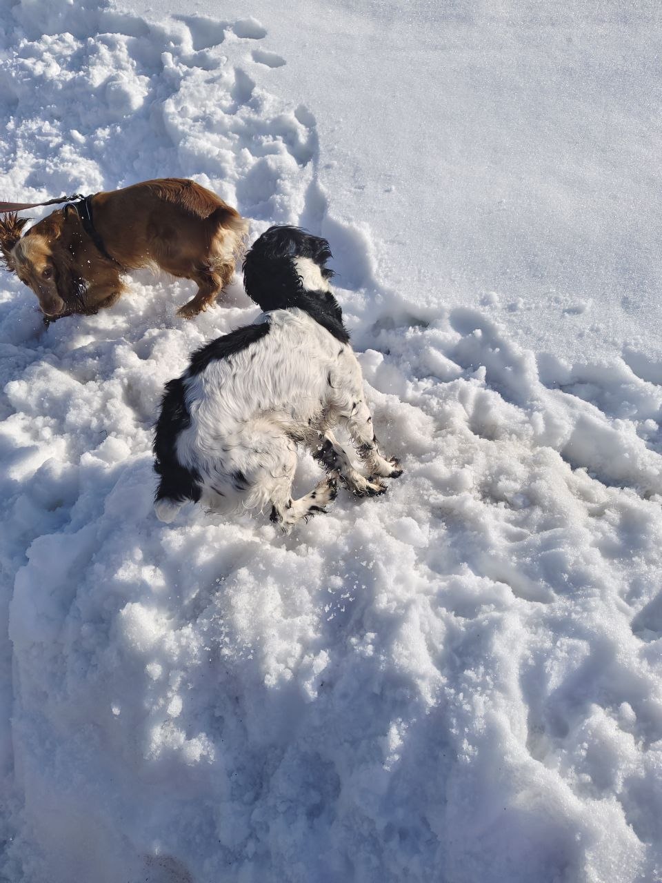 Фото из поста собаки Фиби породы Спаниель в социальной сети Собакин сайт