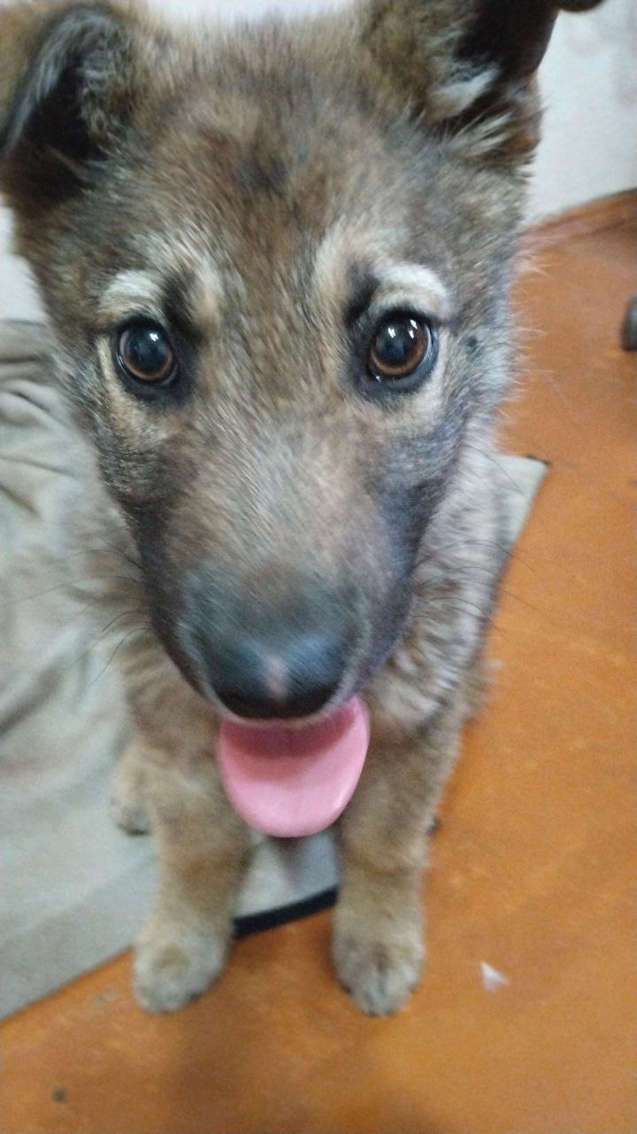 Фото из поста собаки Боня породы Метис / Дворяне в социальной сети Собакин сайт