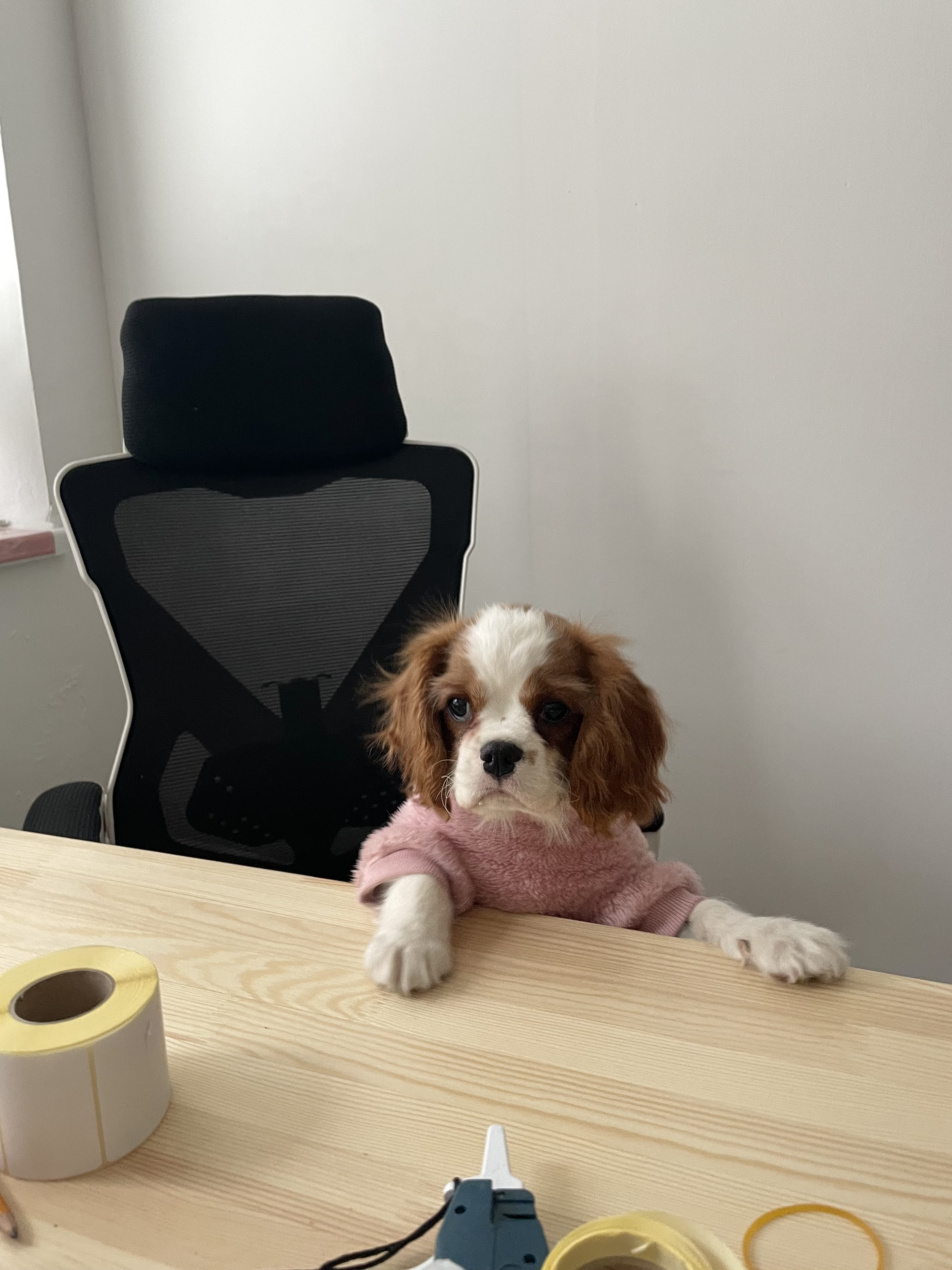 Фото собаки Каталина в социальной сети Собакин сайт