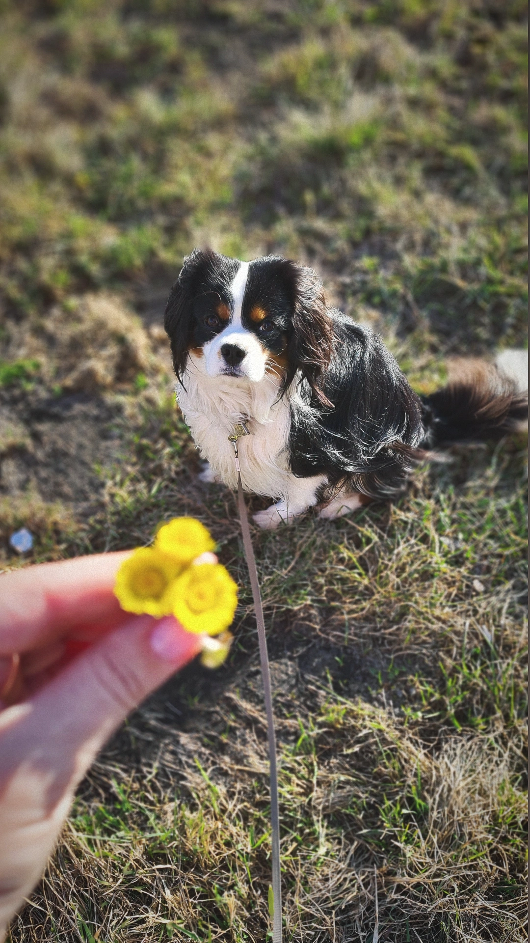 Фото из поста собаки Сэм породы Кавалер кинг чарльз спаниель в социальной сети Собакин сайт