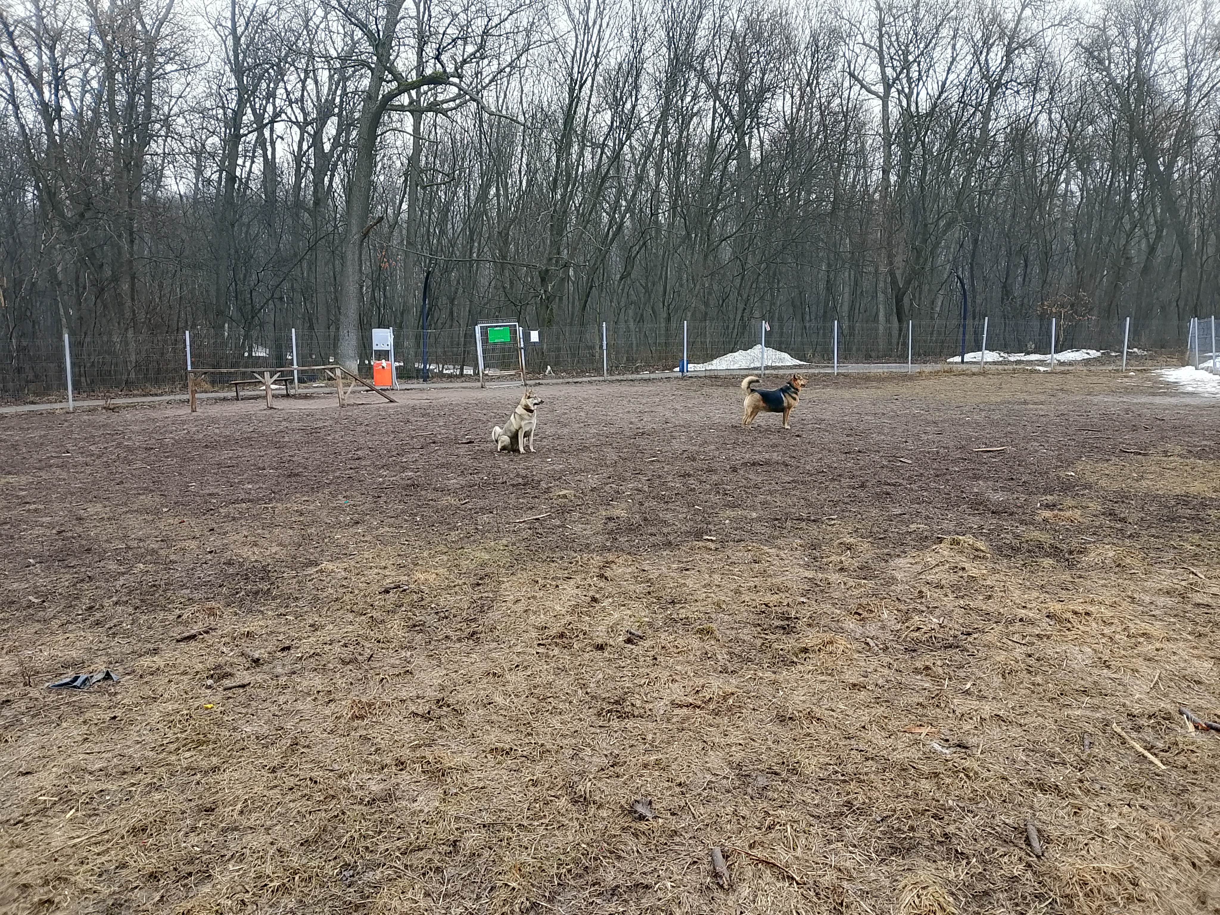 Фото из поста собаки Боня породы Метис / Дворяне в социальной сети Собакин сайт