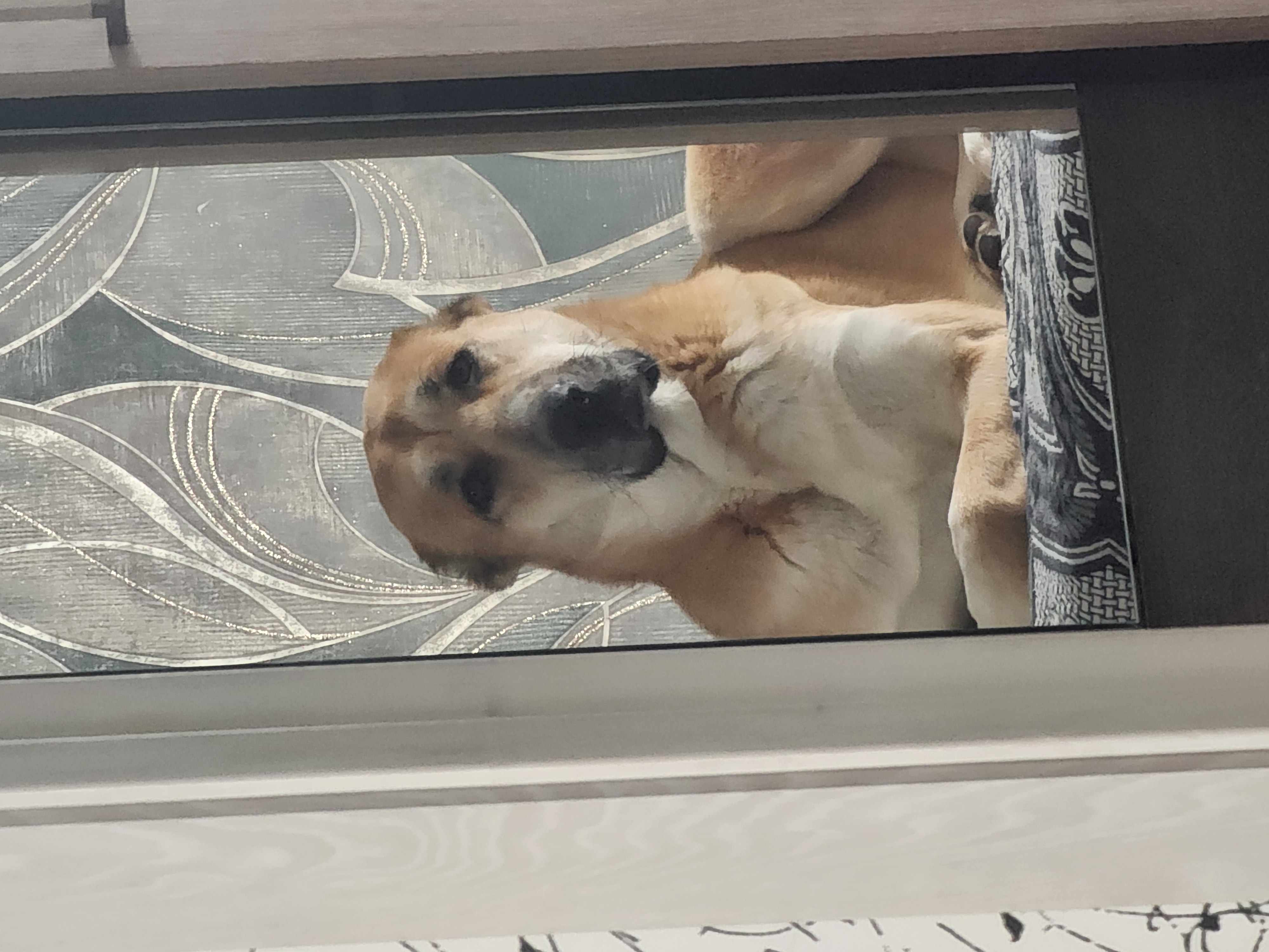 Собака Катана породы Среднеазиатская овчарка в социальной сети Собакин сайт