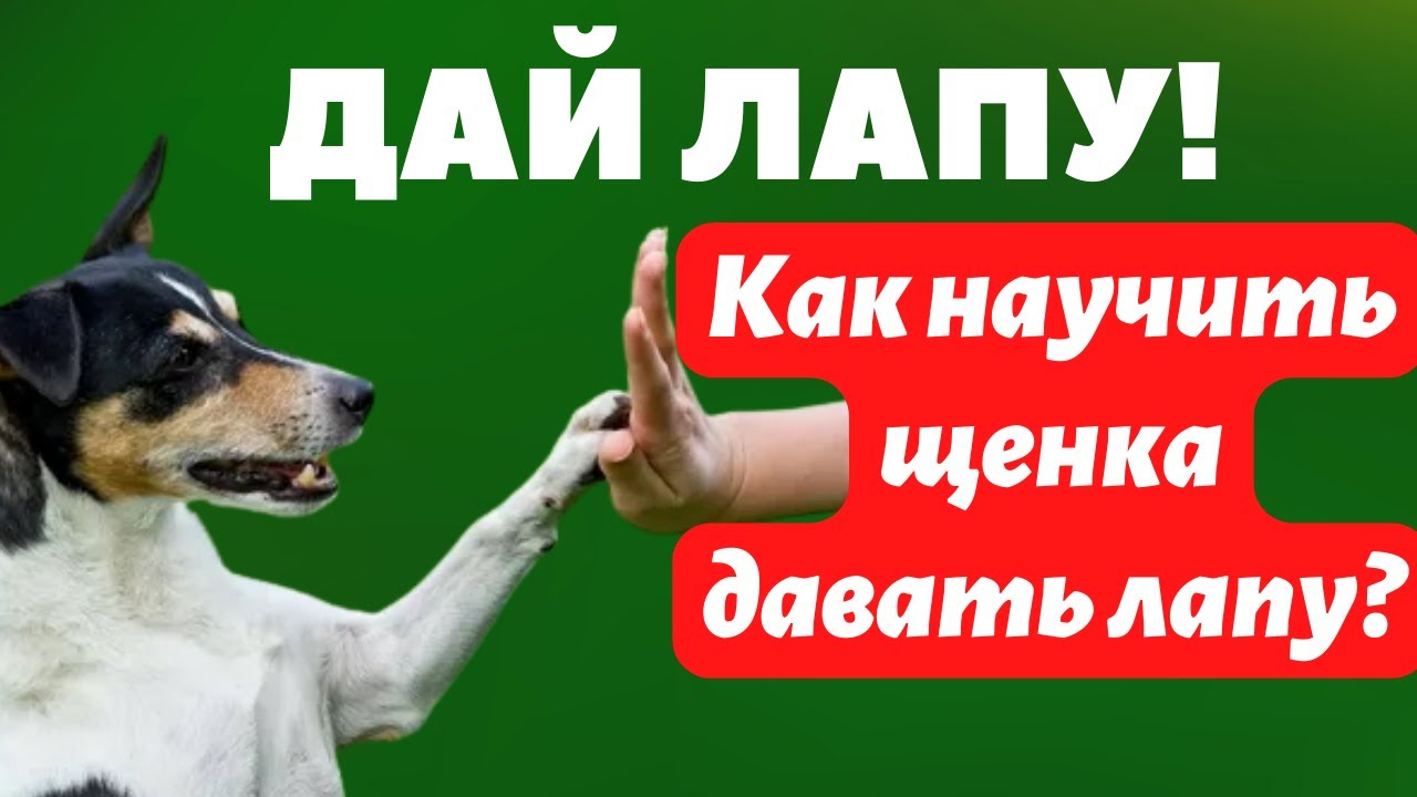 Дай лапу