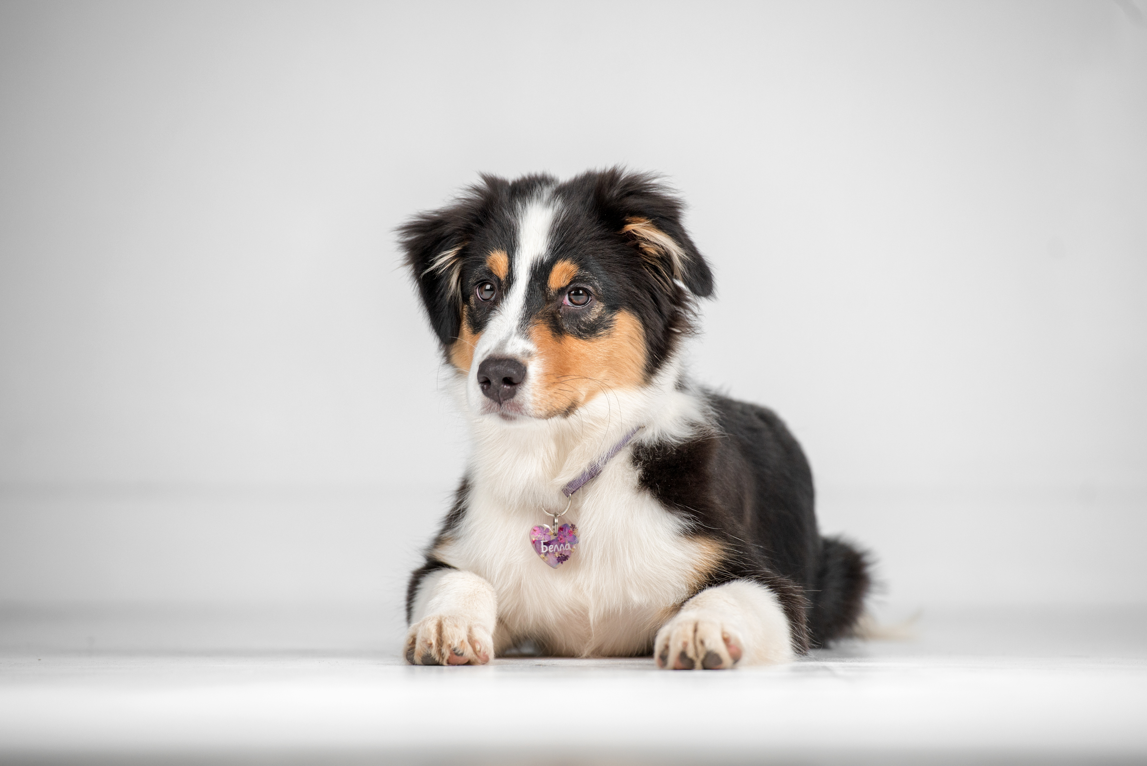 Собака Белла породы Австралийская овчарка в социальной сети Собакин сайт