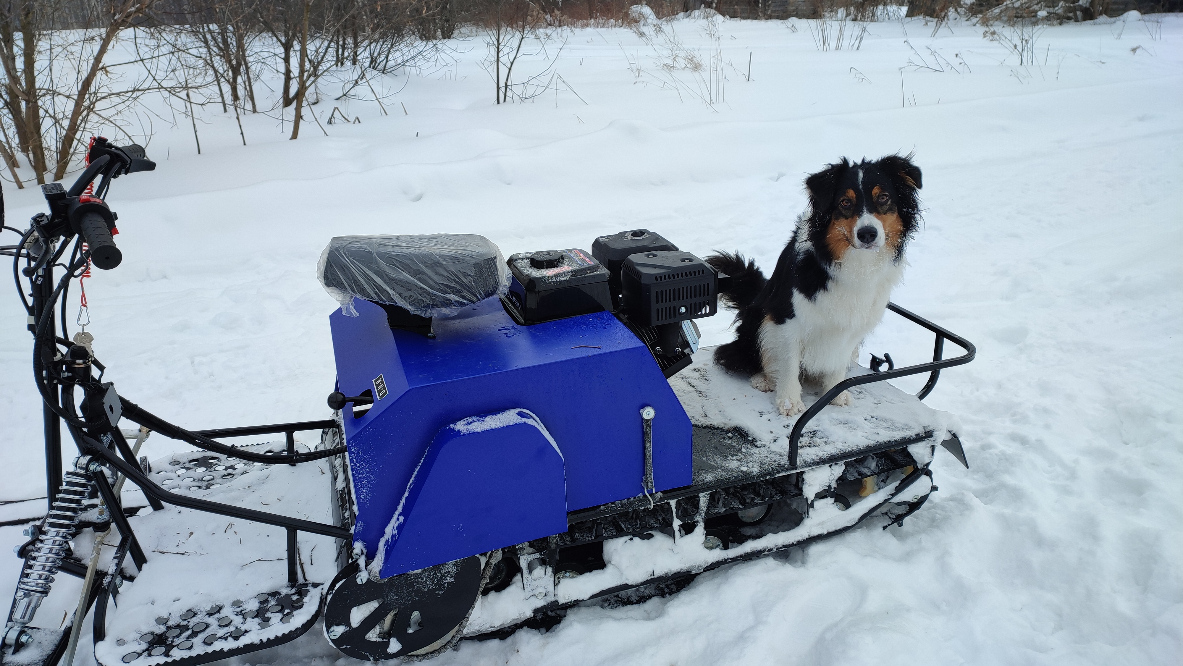 Фото из поста собаки Ирма породы Австралийская овчарка в социальной сети Собакин сайт