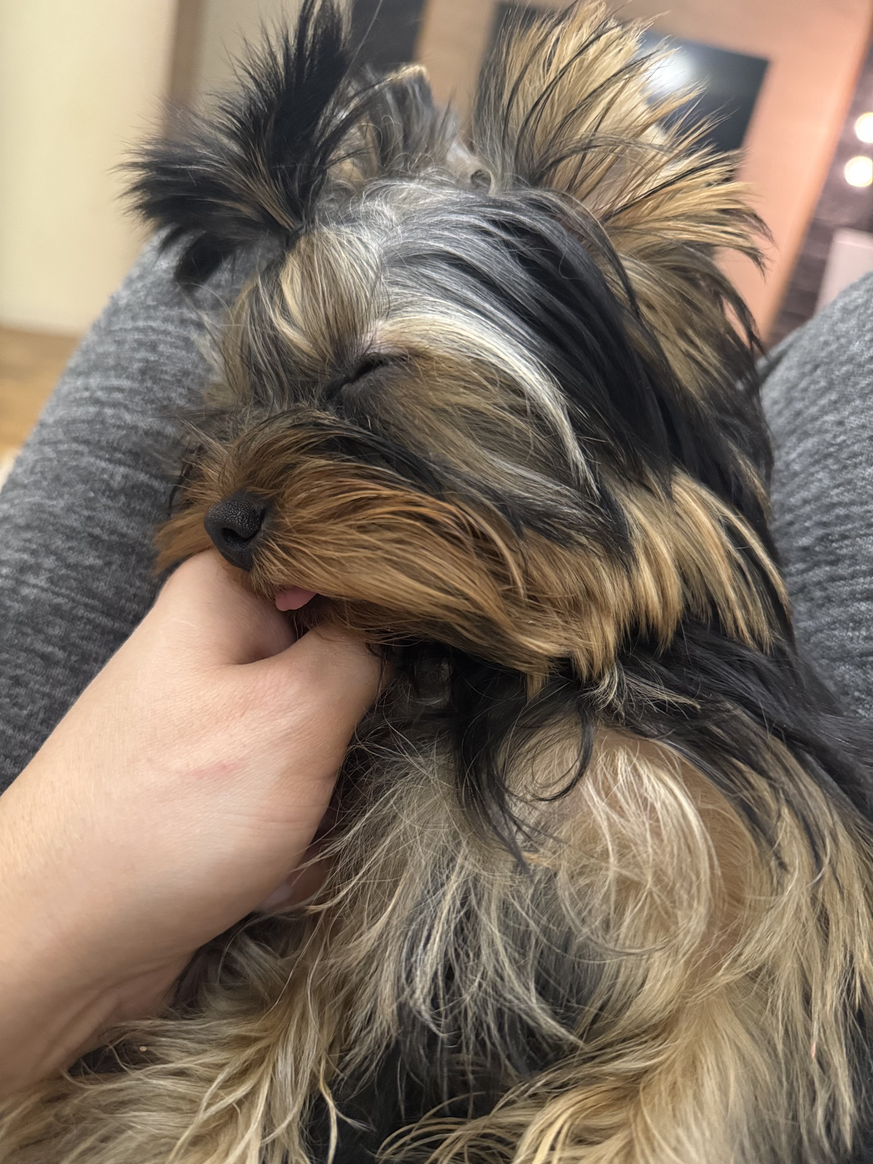 Фото из поста собаки Майкл породы Йоркширский терьер в социальной сети Собакин сайт