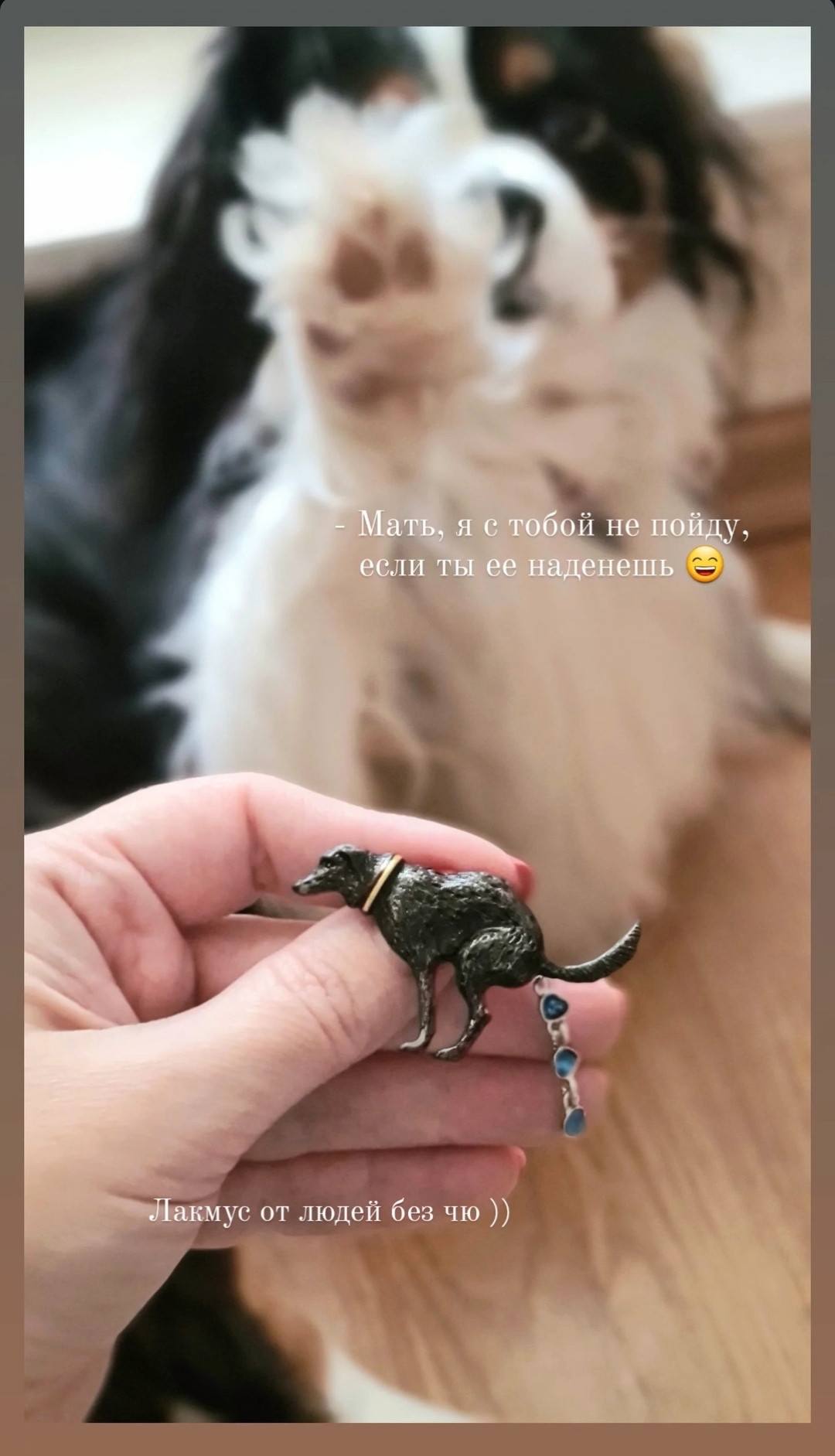 Фото из поста собаки Сэм породы Кавалер кинг чарльз спаниель в социальной сети Собакин сайт