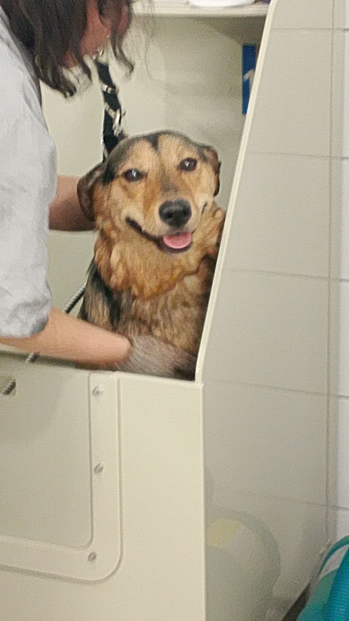 Фото из поста собаки Соня породы Метис / Дворяне в социальной сети Собакин сайт