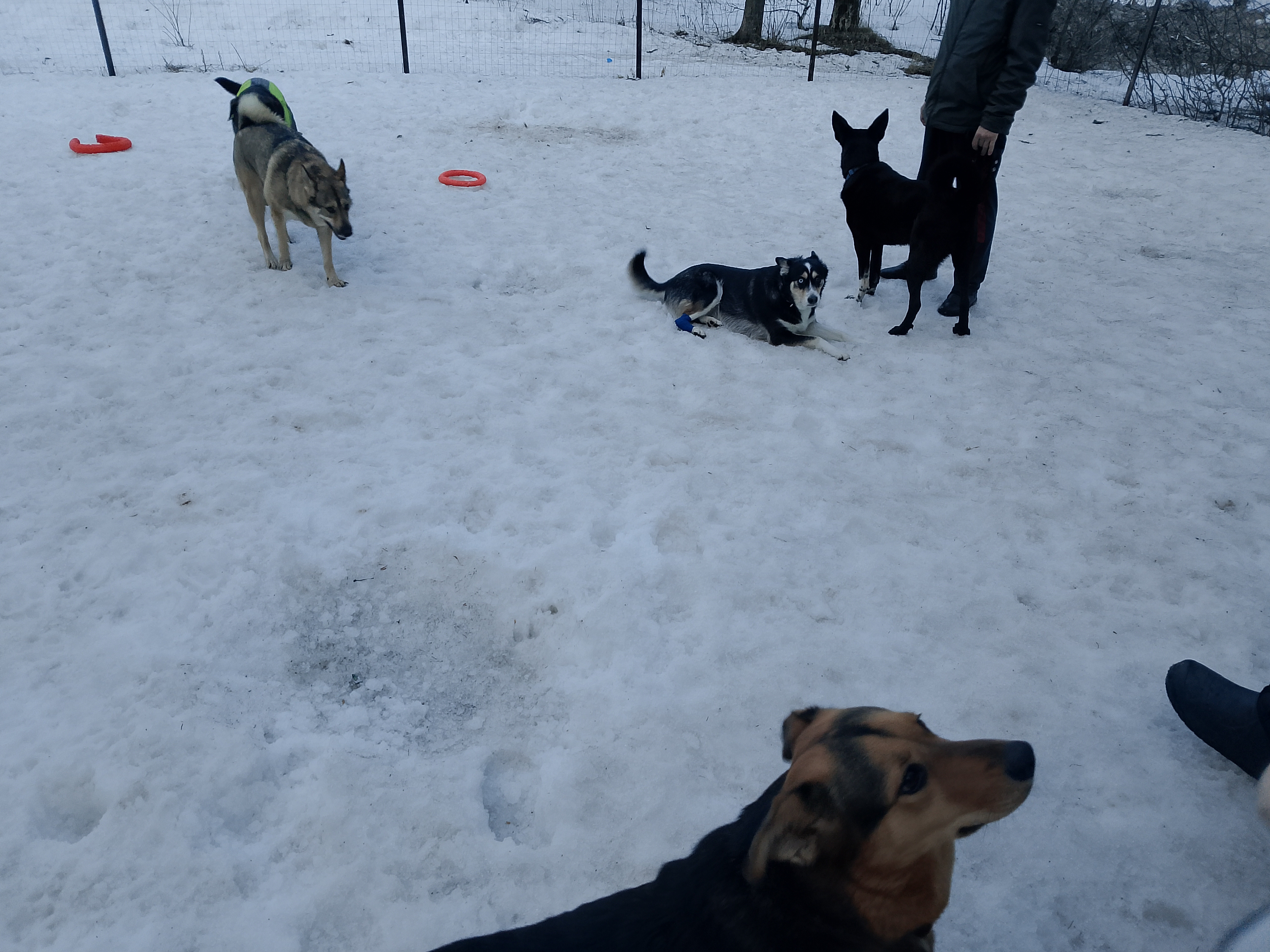 Фото из поста собаки Боня породы Метис / Дворяне в социальной сети Собакин сайт