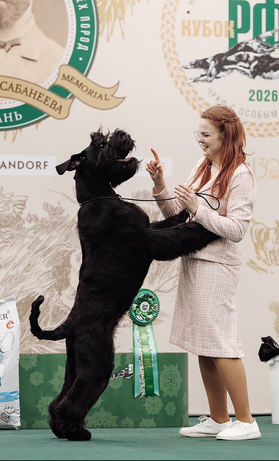 Фото из поста собаки Генри породы Английский спрингер-спаниель в социальной сети Собакин сайт