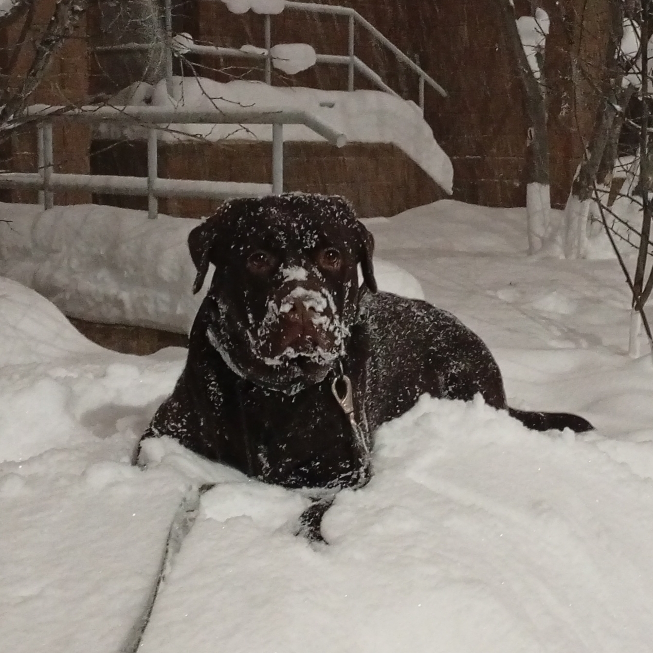 Фото из поста собаки Майк (Капучино) породы Лабрадор ретривер в социальной сети Собакин сайт