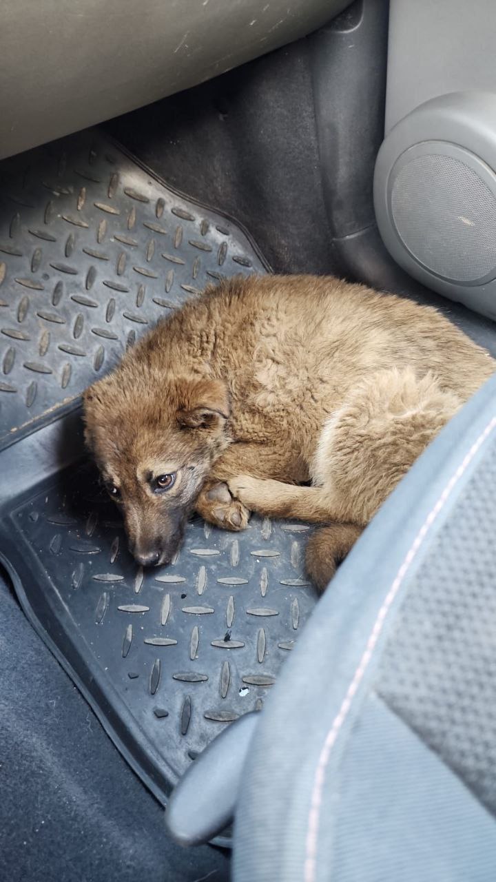 Фото из поста собаки Боня породы Метис / Дворяне в социальной сети Собакин сайт