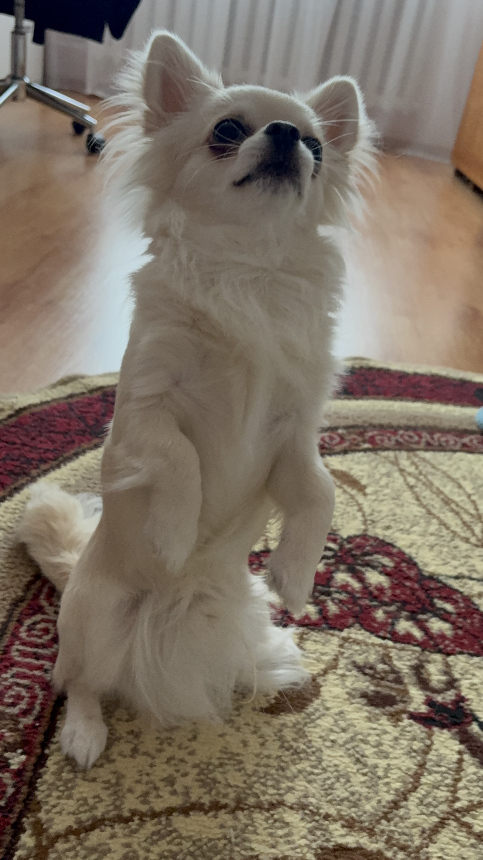 Собака Альдо породы Чихуахуа в социальной сети Собакин сайт