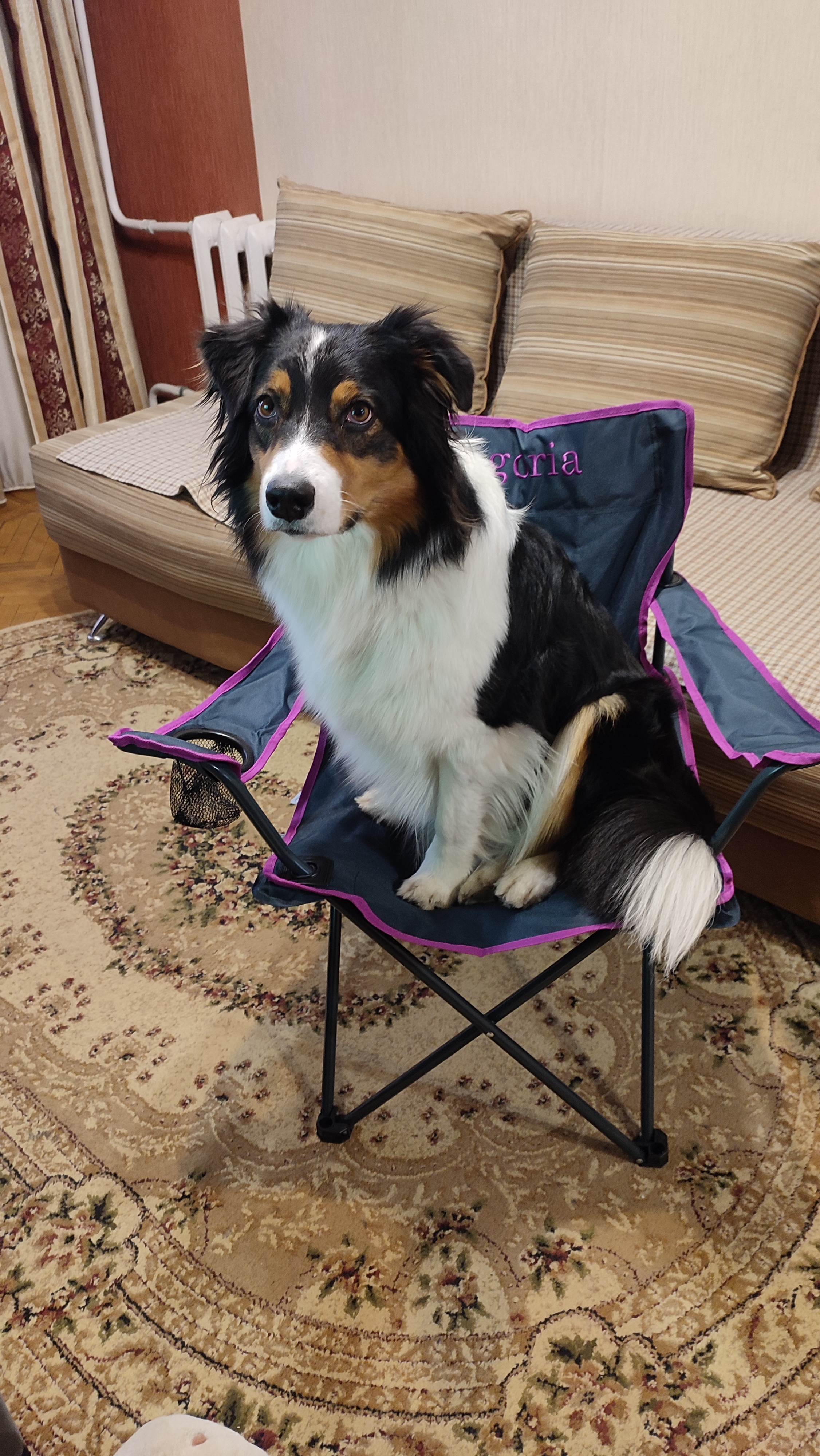 Фото из поста собаки Ирма породы Австралийская овчарка в социальной сети Собакин сайт