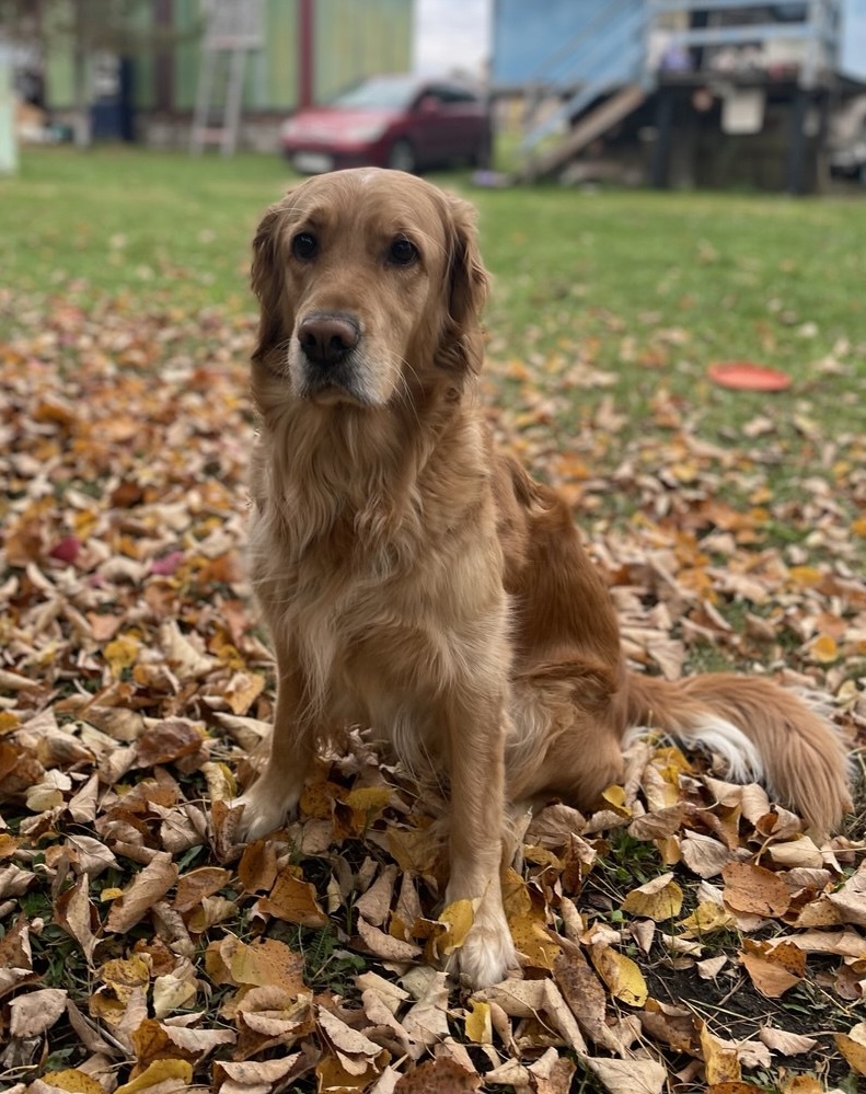 Собака Герда породы Золотистый ретривер в социальной сети Собакин сайт