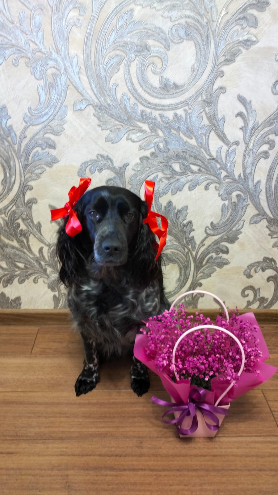 Фото из поста собаки Джессика породы Спаниель в социальной сети Собакин сайт